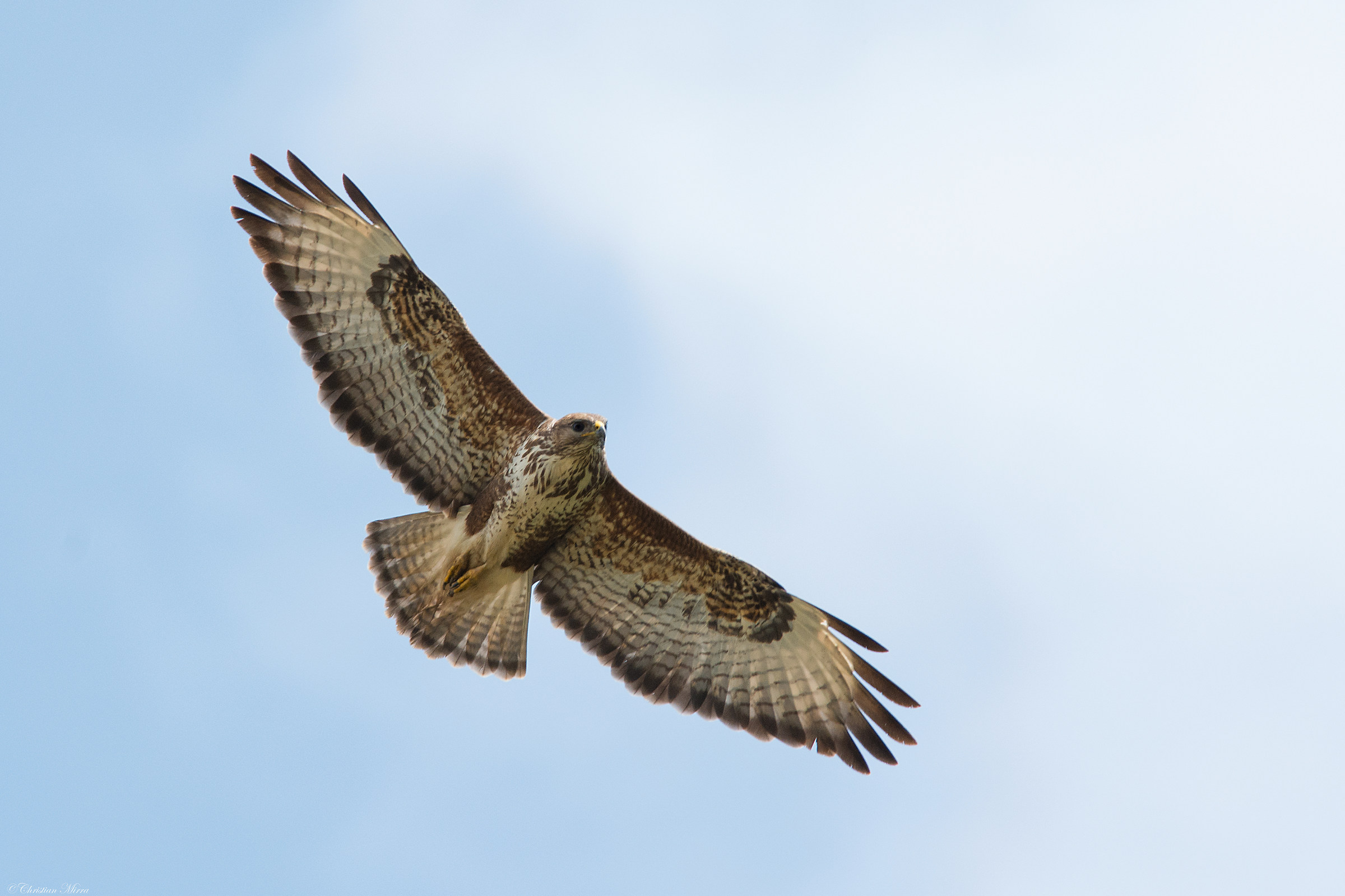 Buteo Buteo