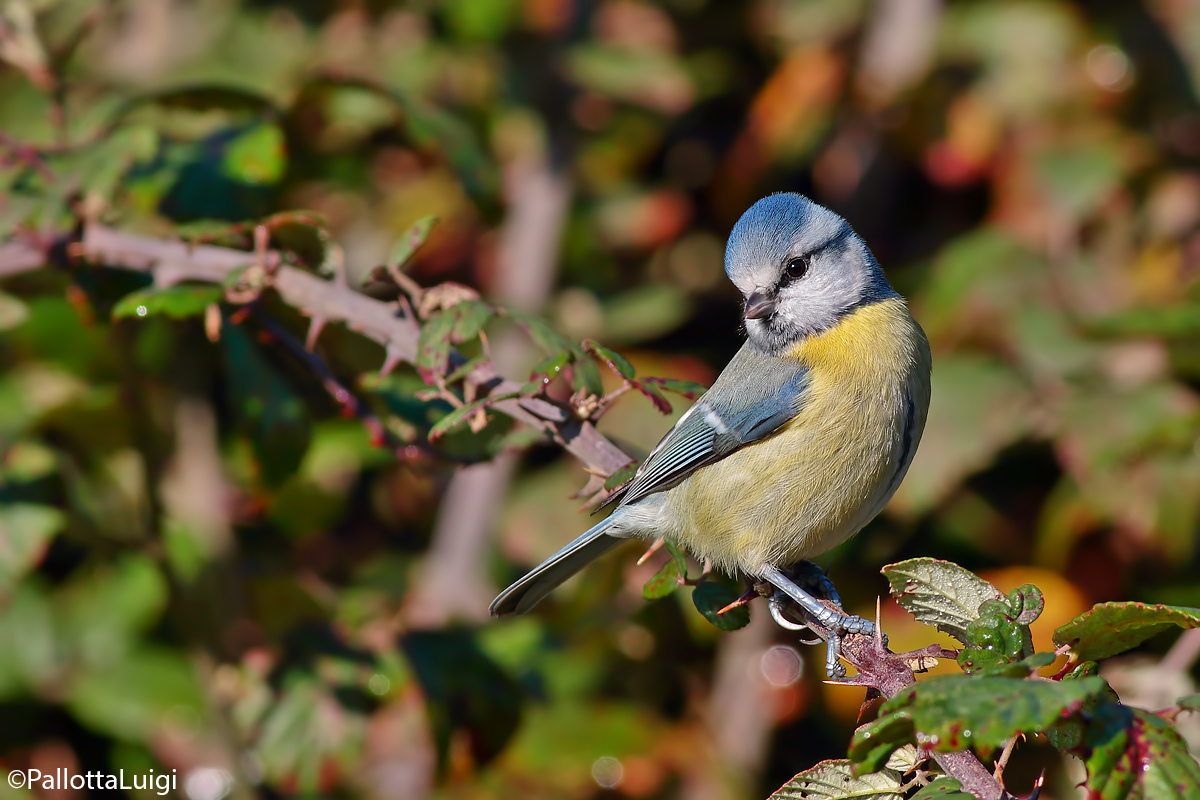 Cinciarella (Porus caeruleus)