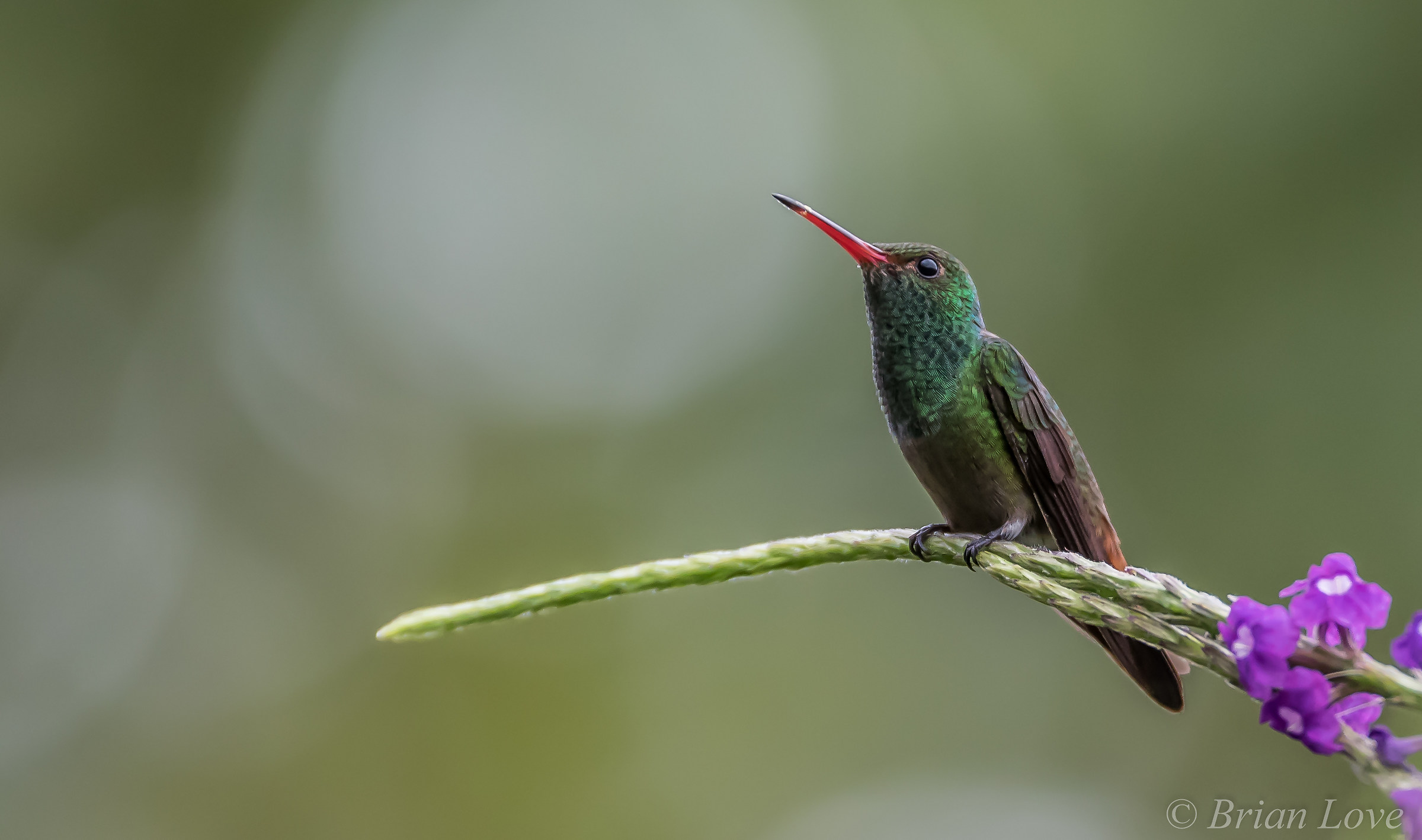 Colibrì Rufous-munito