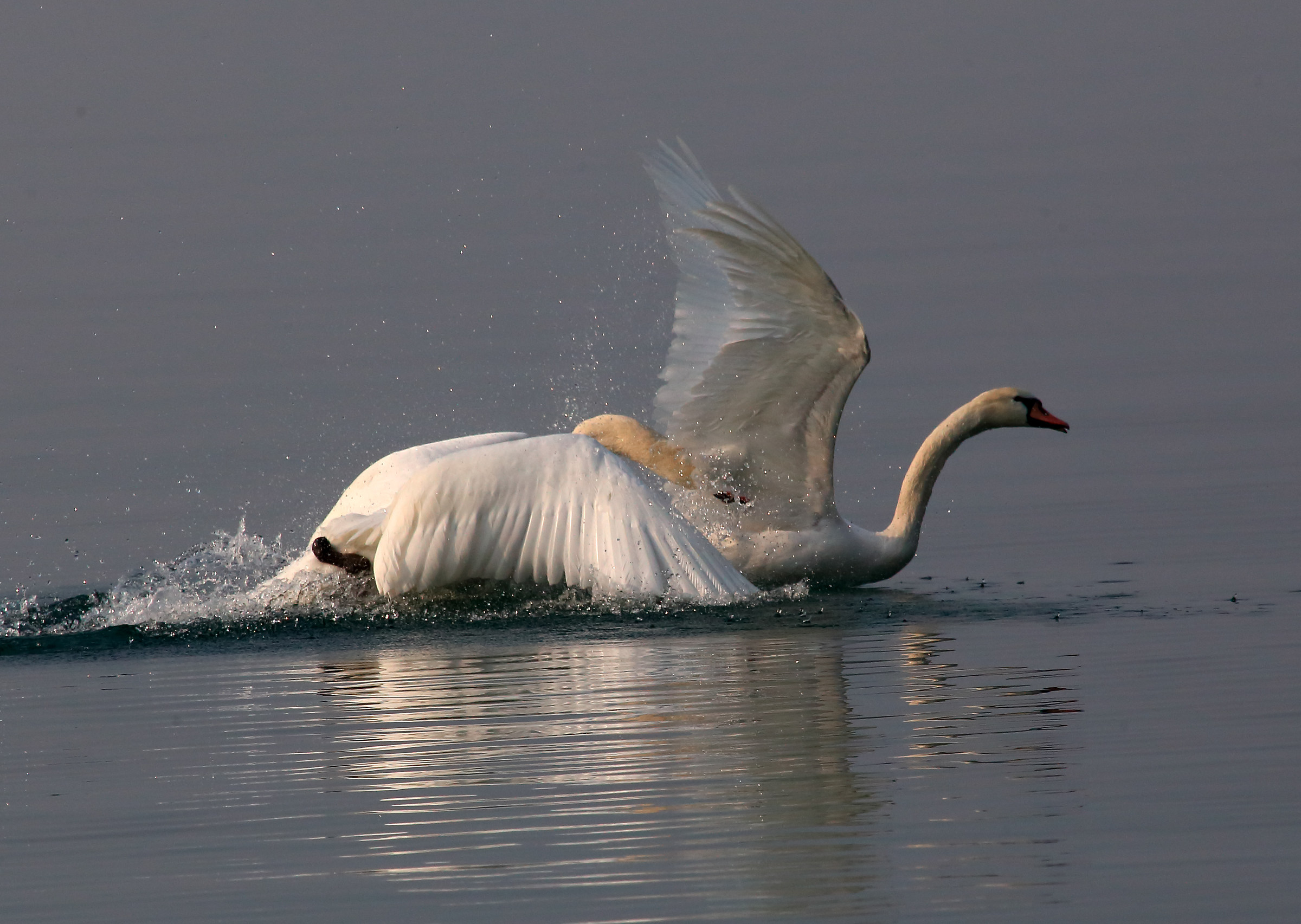 Quarrel between swans