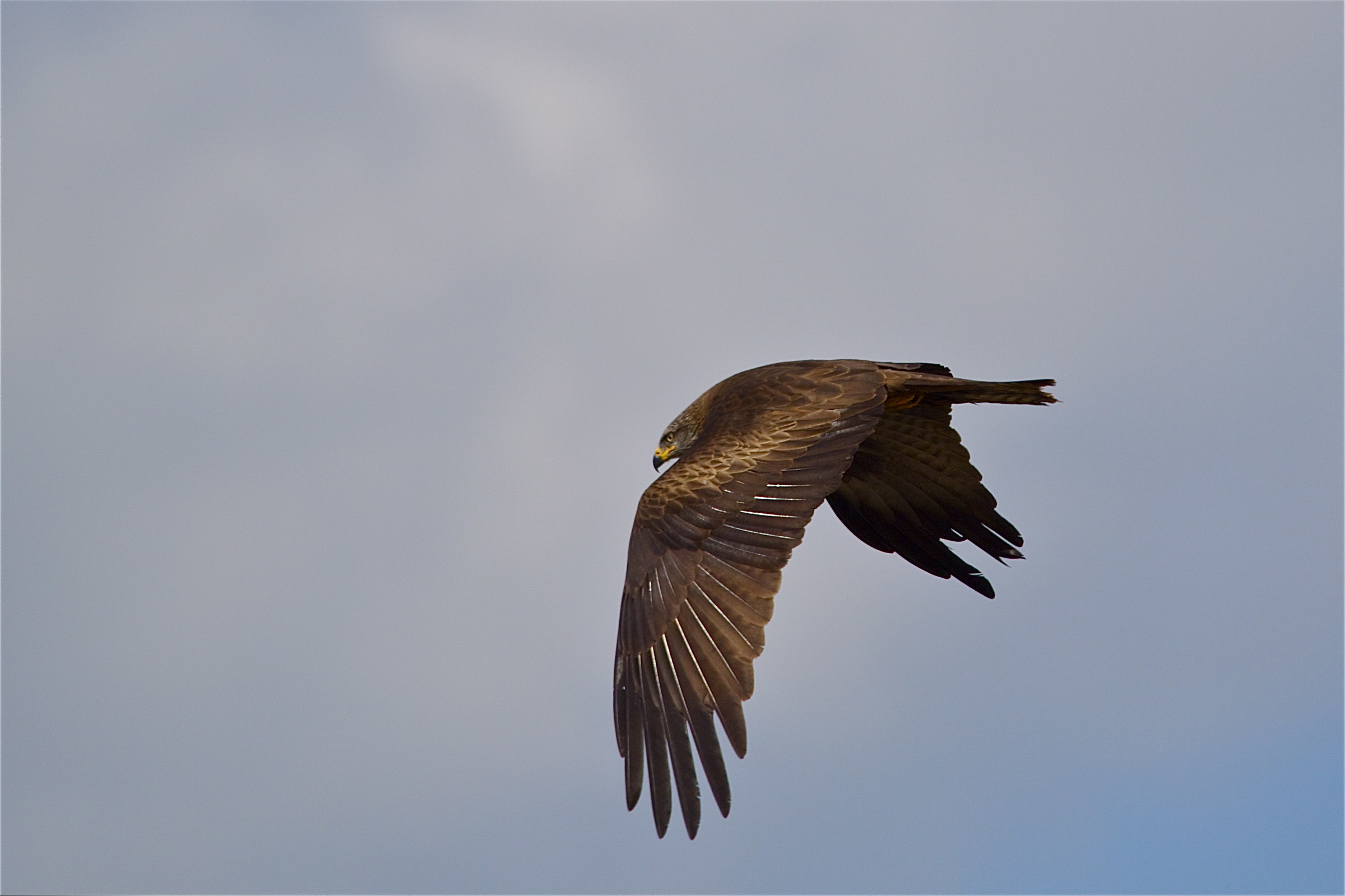 the hunchback stealthy, aka Pen Mozza