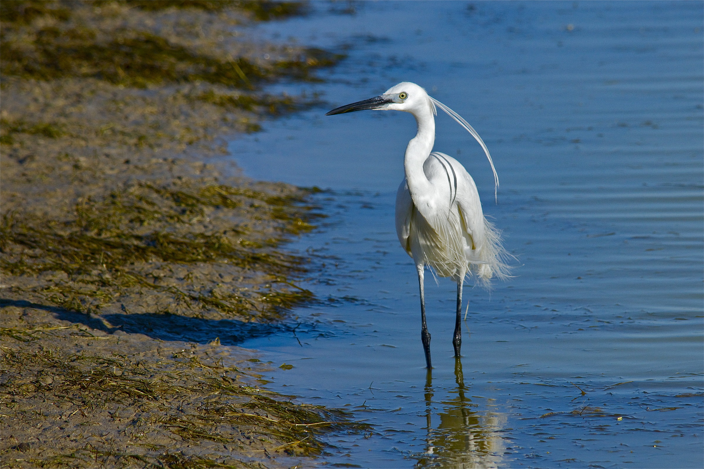 egret heron