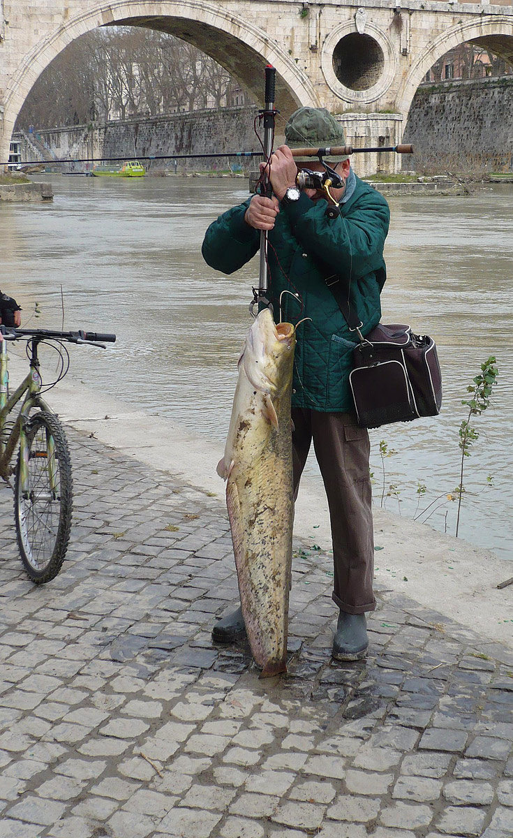 A torpedo in the Tiber