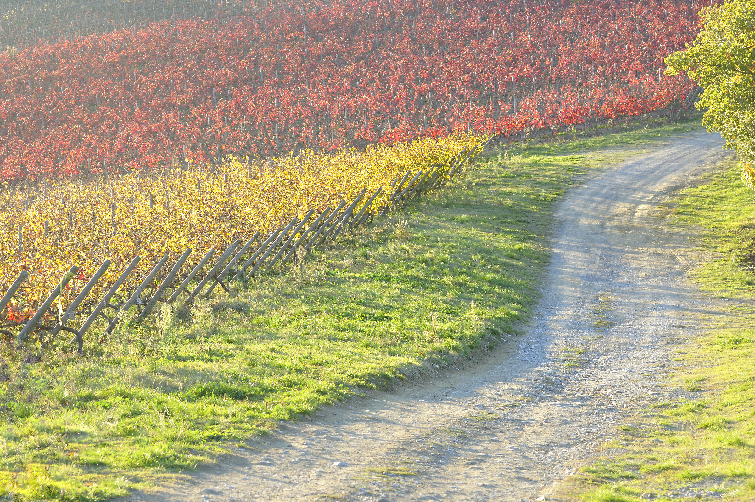 Color in the vineyards