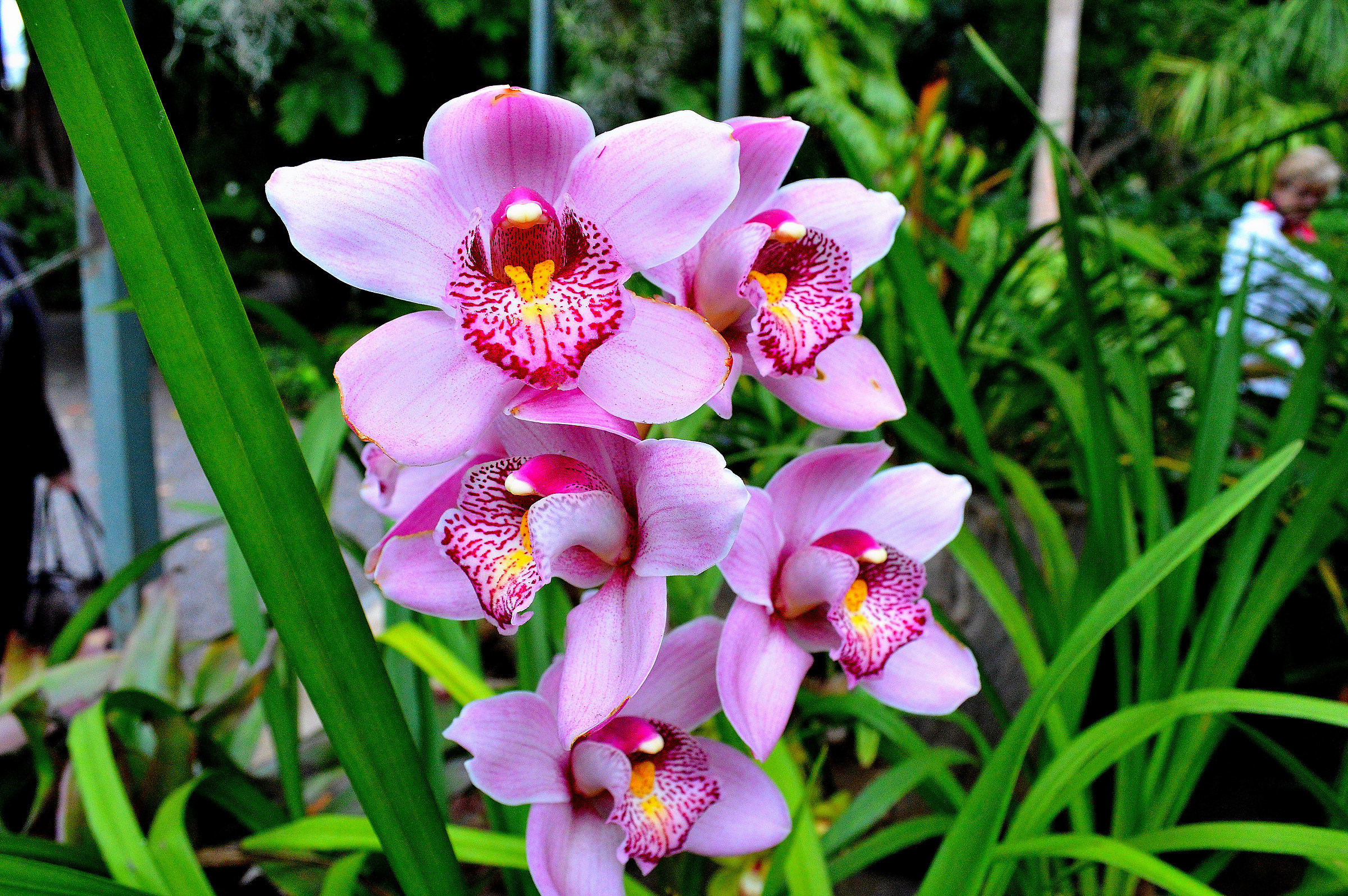 botanical garden orchid