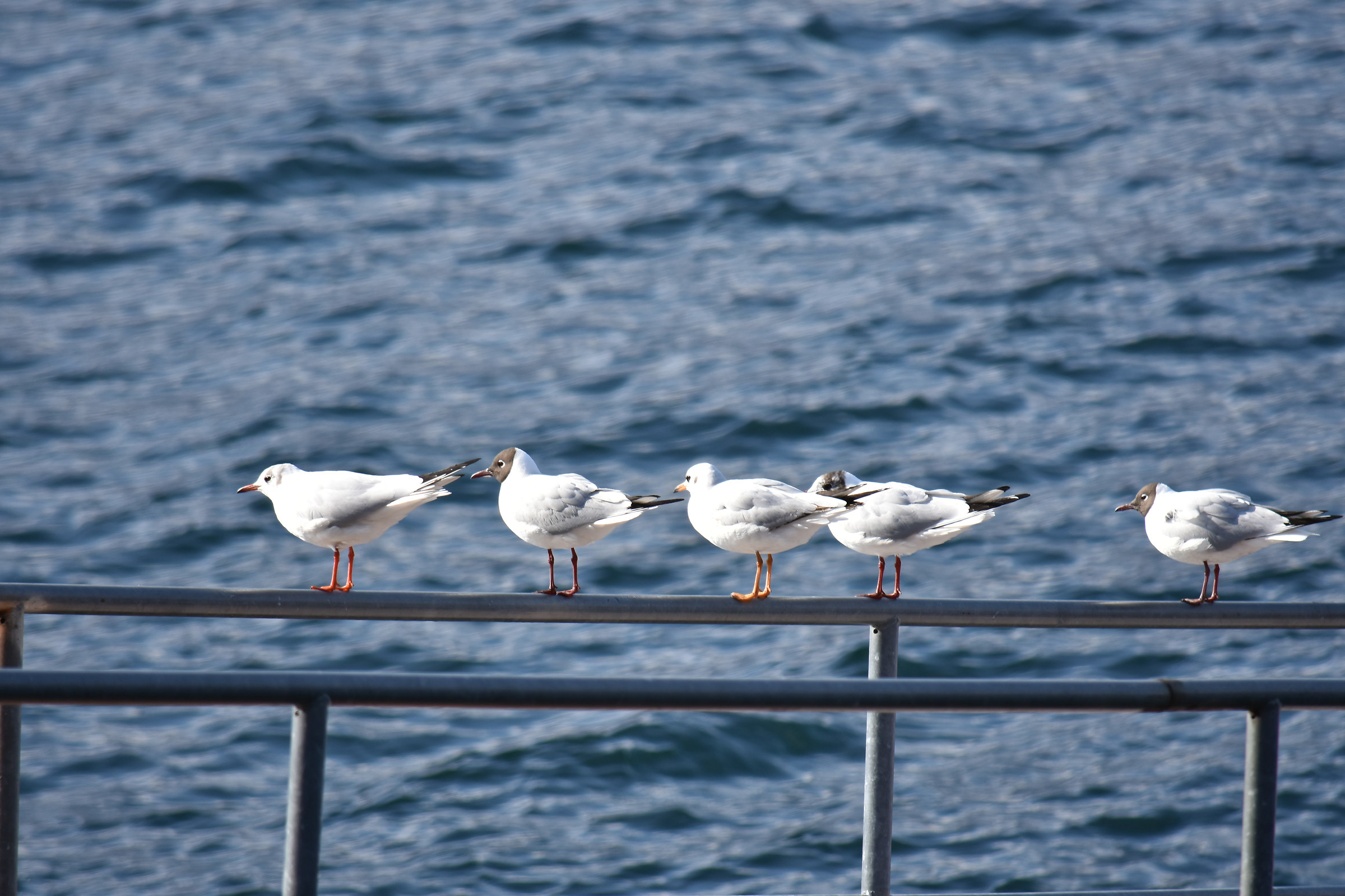 Facciamo il trenino?