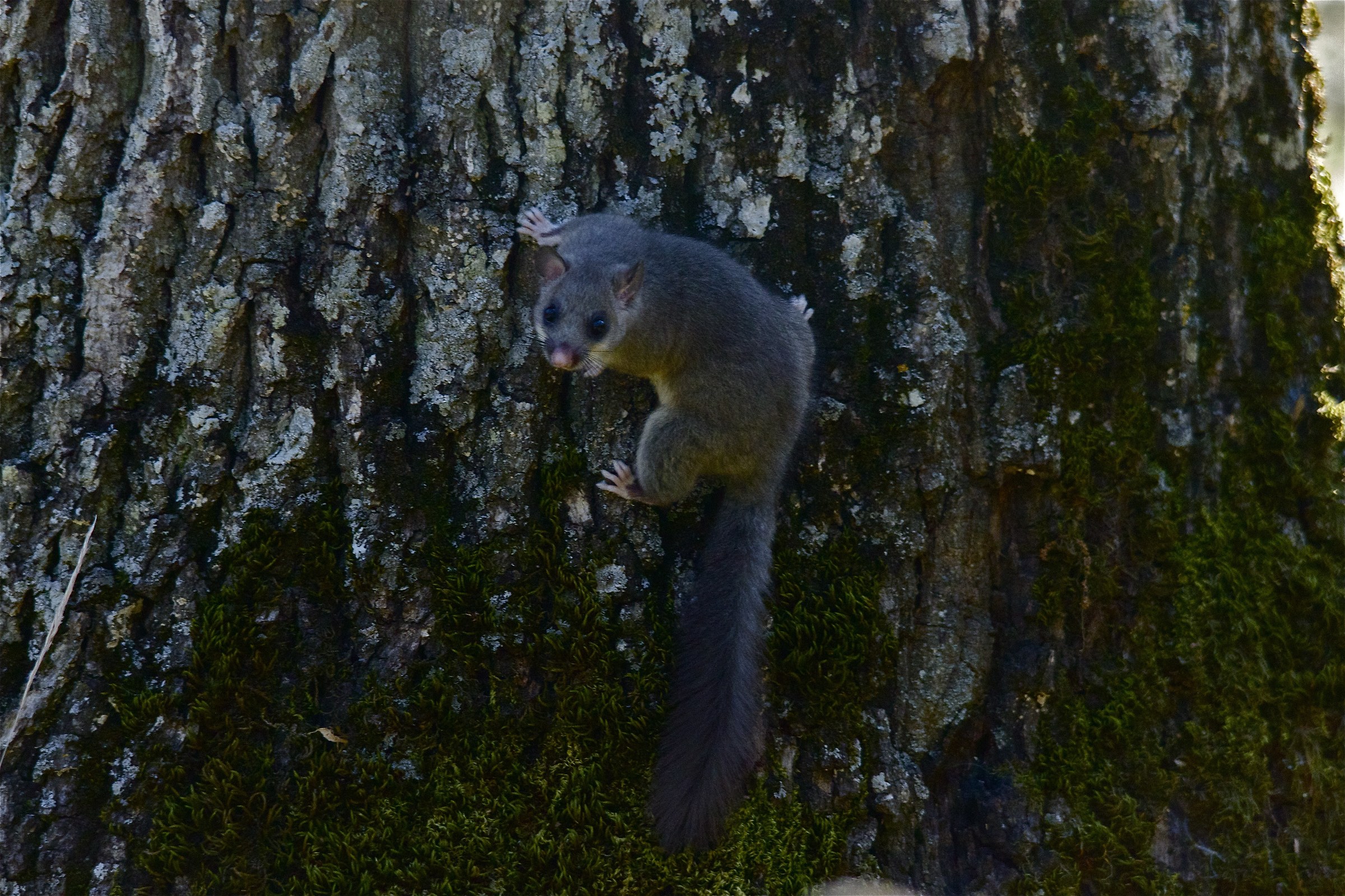 Silvio, il codalunga