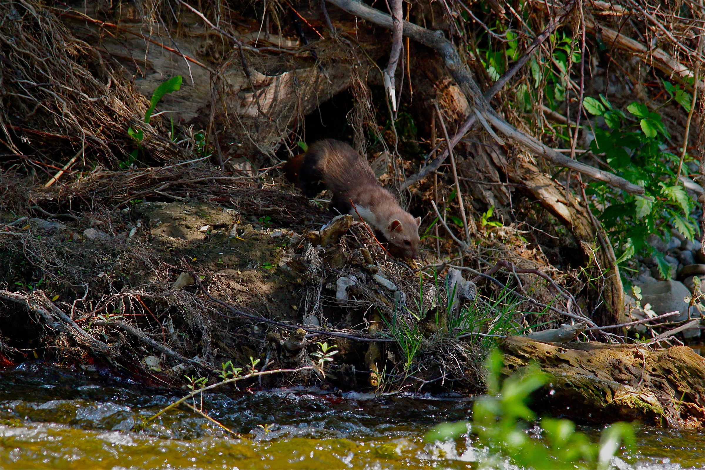 un cantuccio da faine