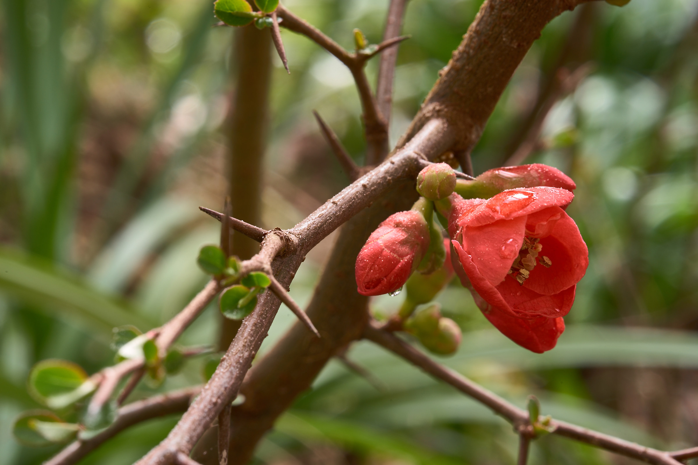 Chaenomeles japonica