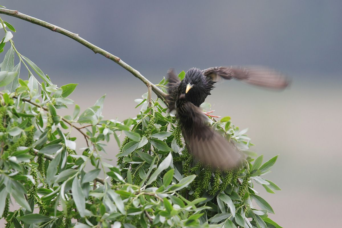 reversal in flight