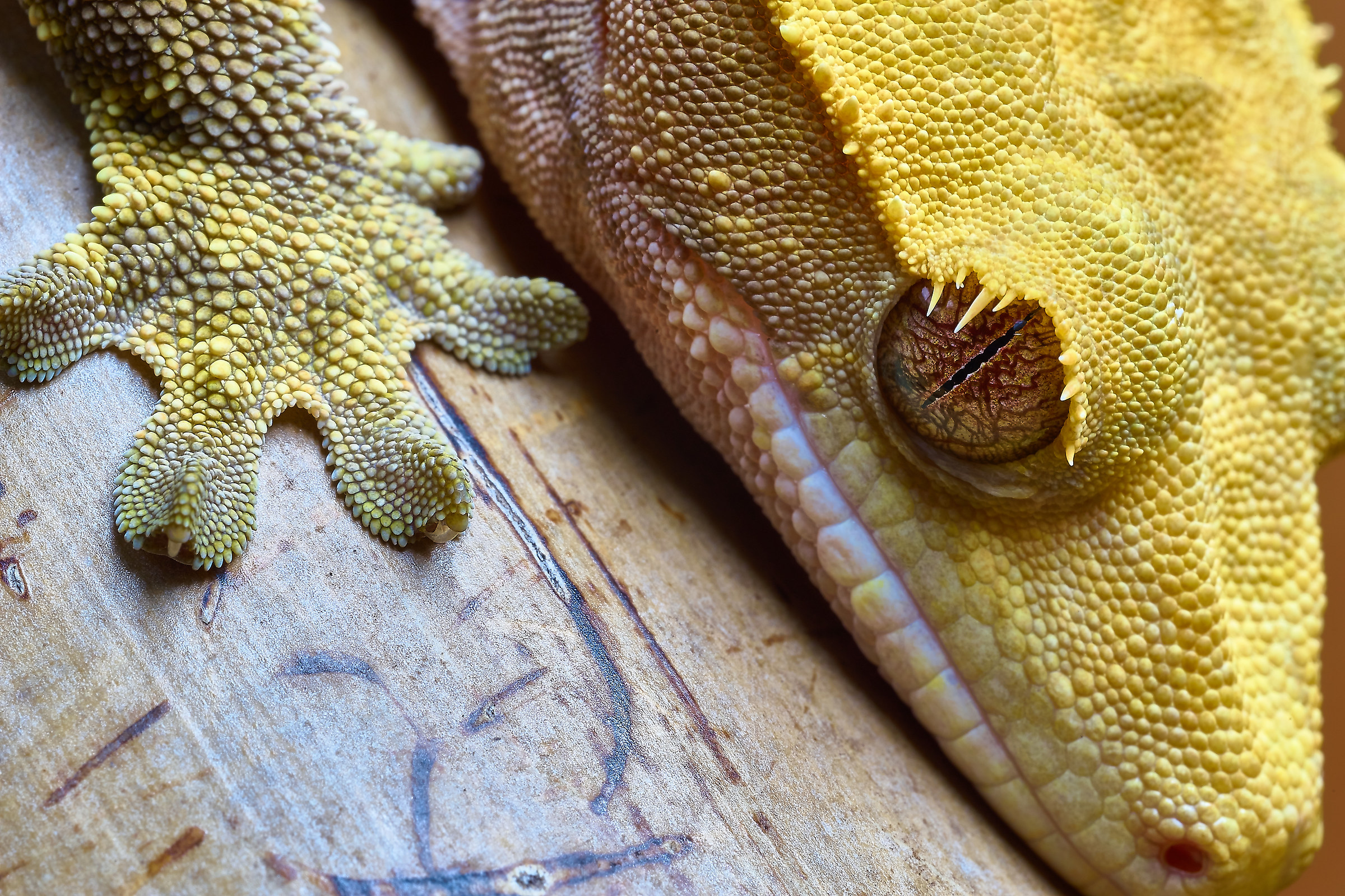 Correlophus ciliatus, ex Rhacodactylus