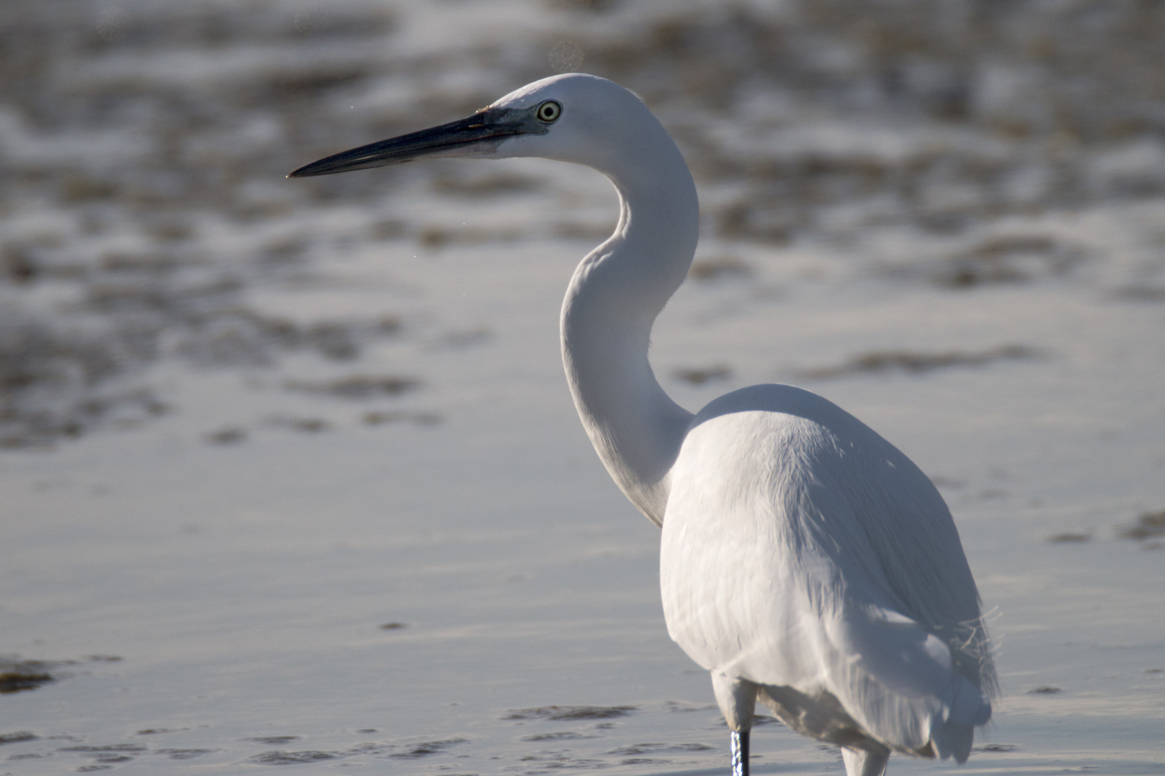 Garzetta in controluce