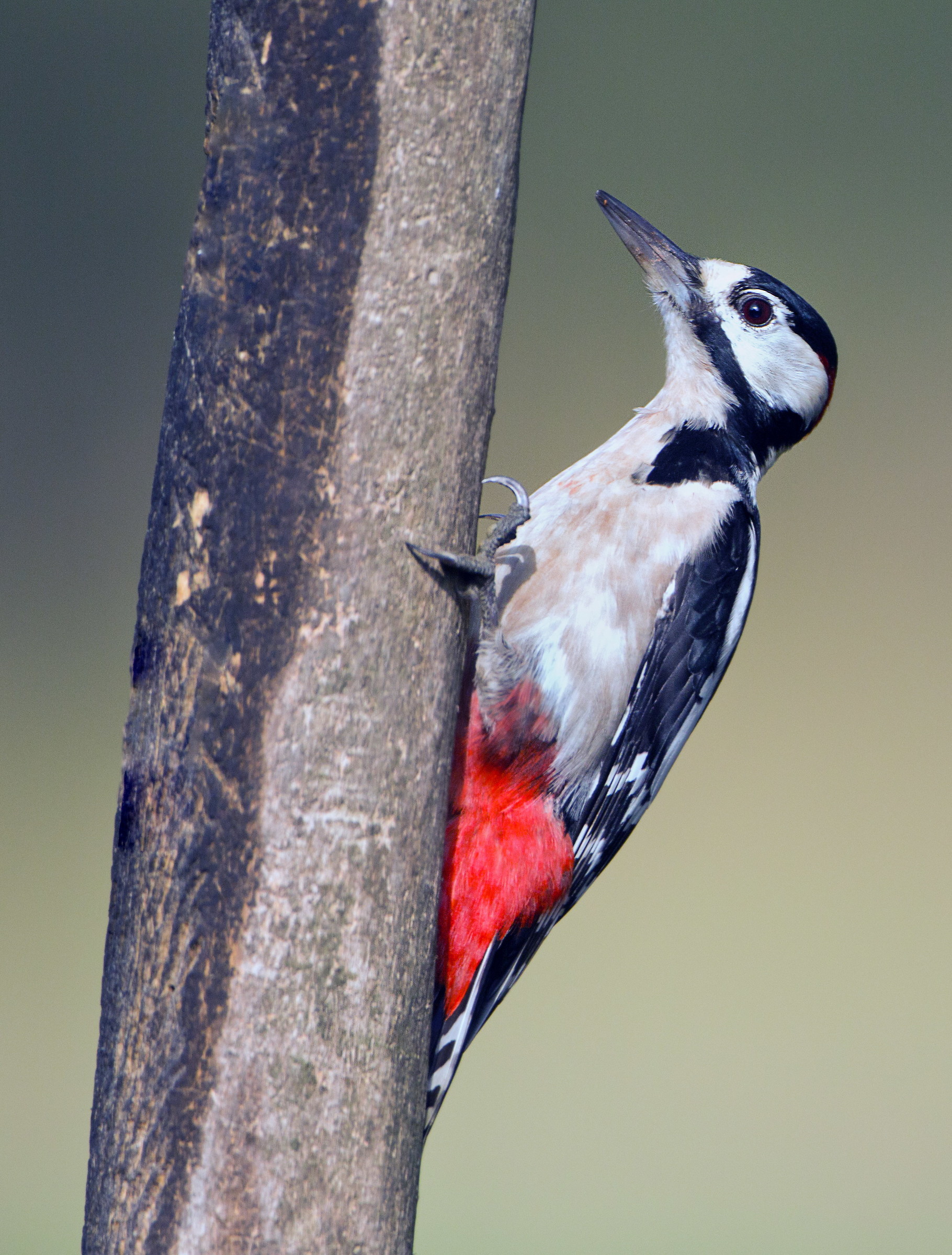 femmina di picchio rosso
