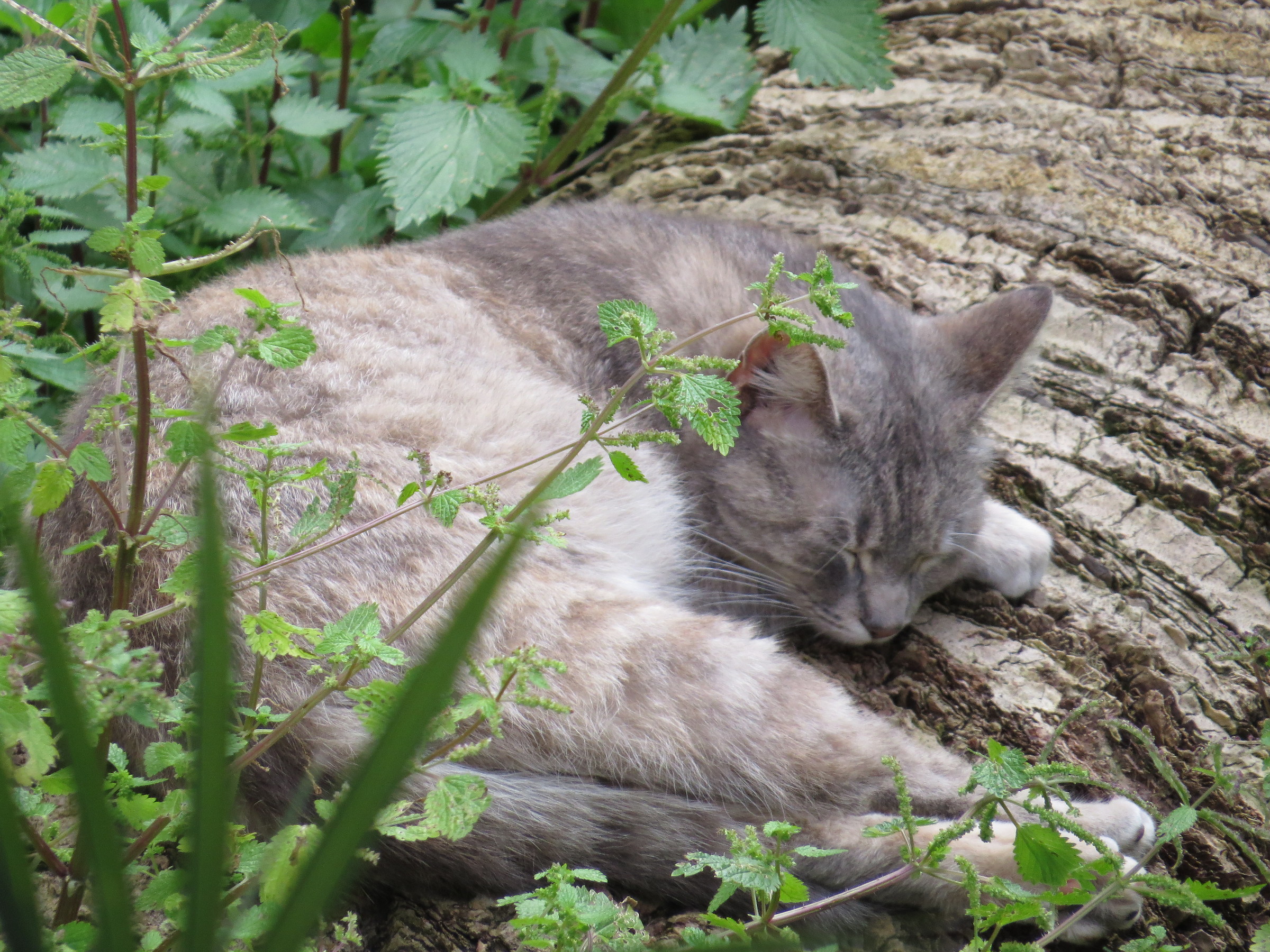 A cat among the plants
