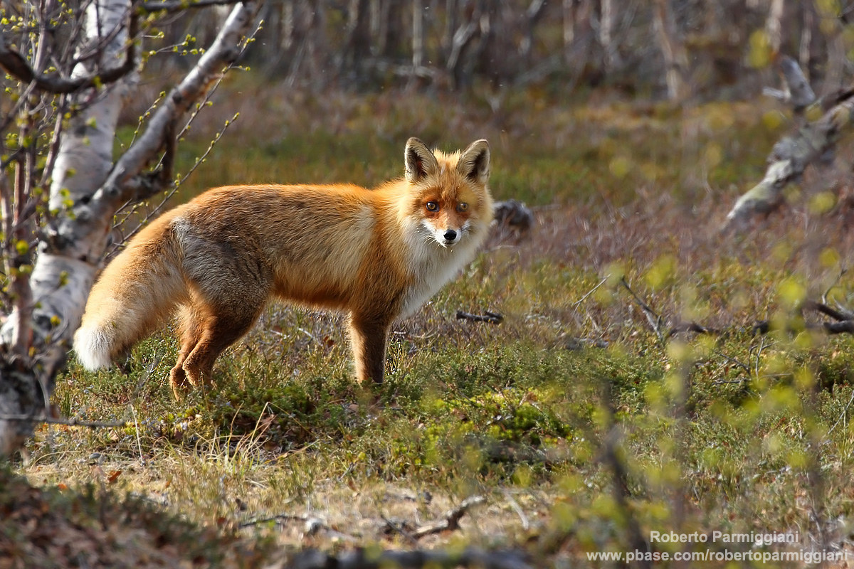 The birch forest ...