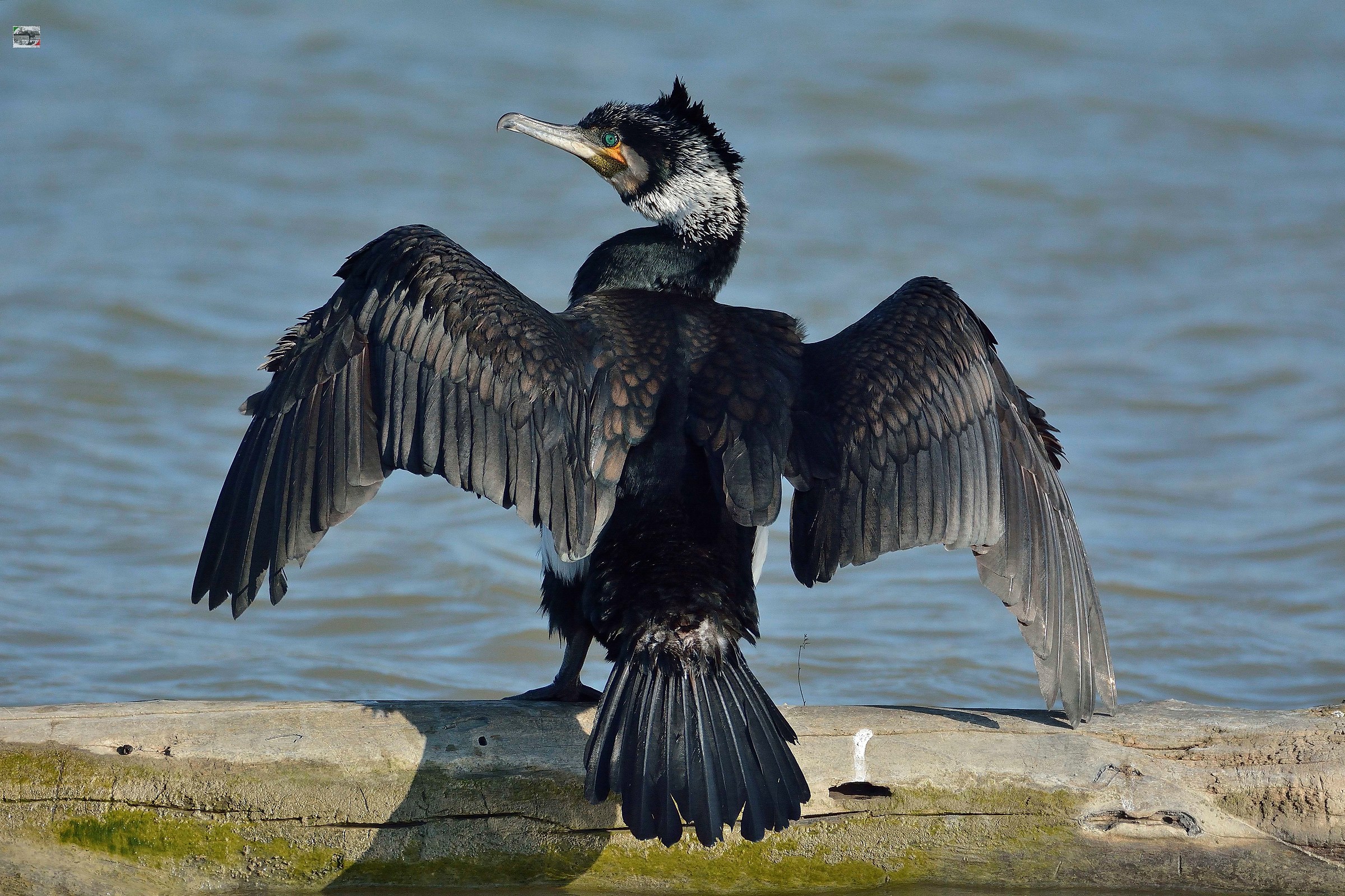 Cormorano