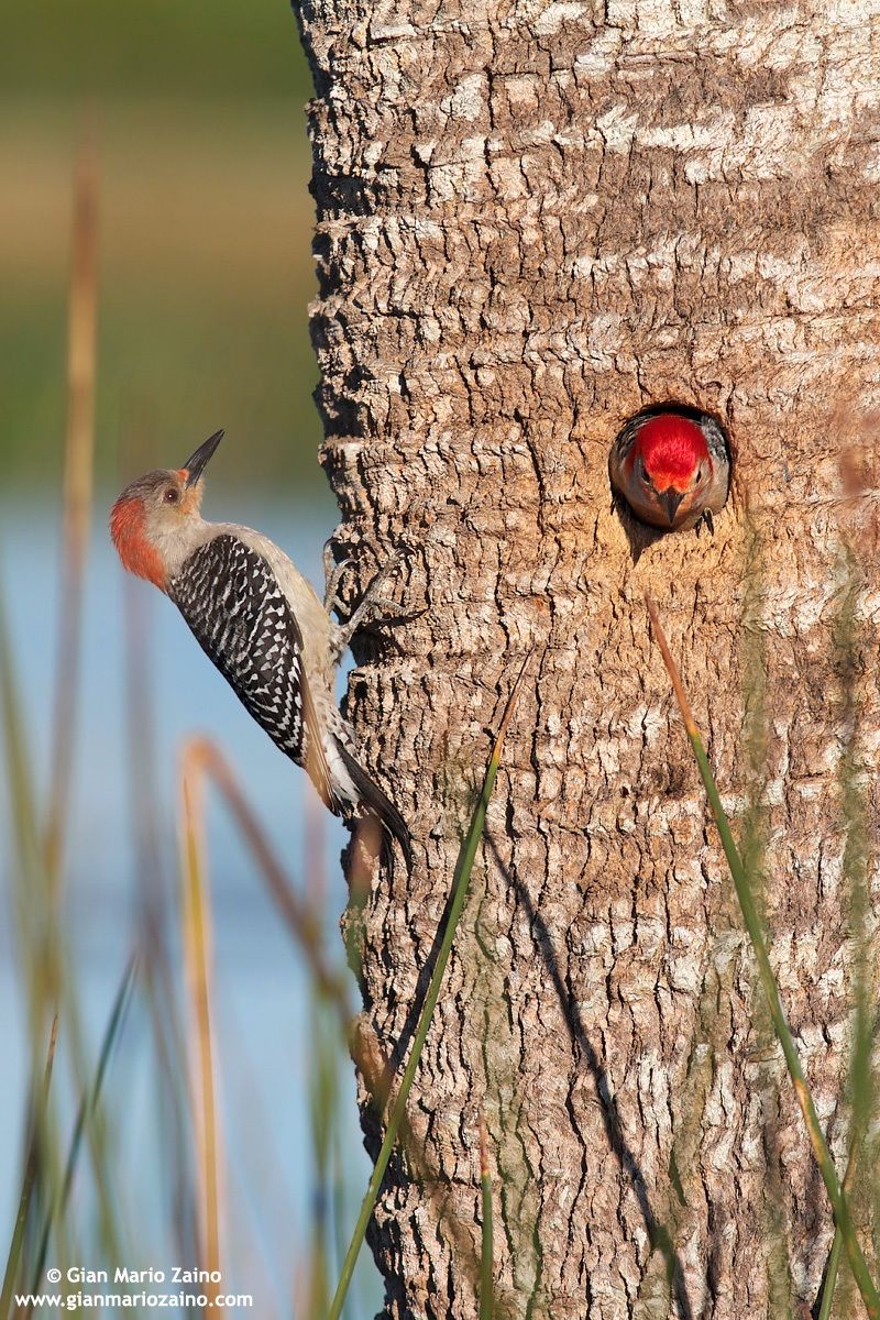 Knock Knock ... Who is ...?