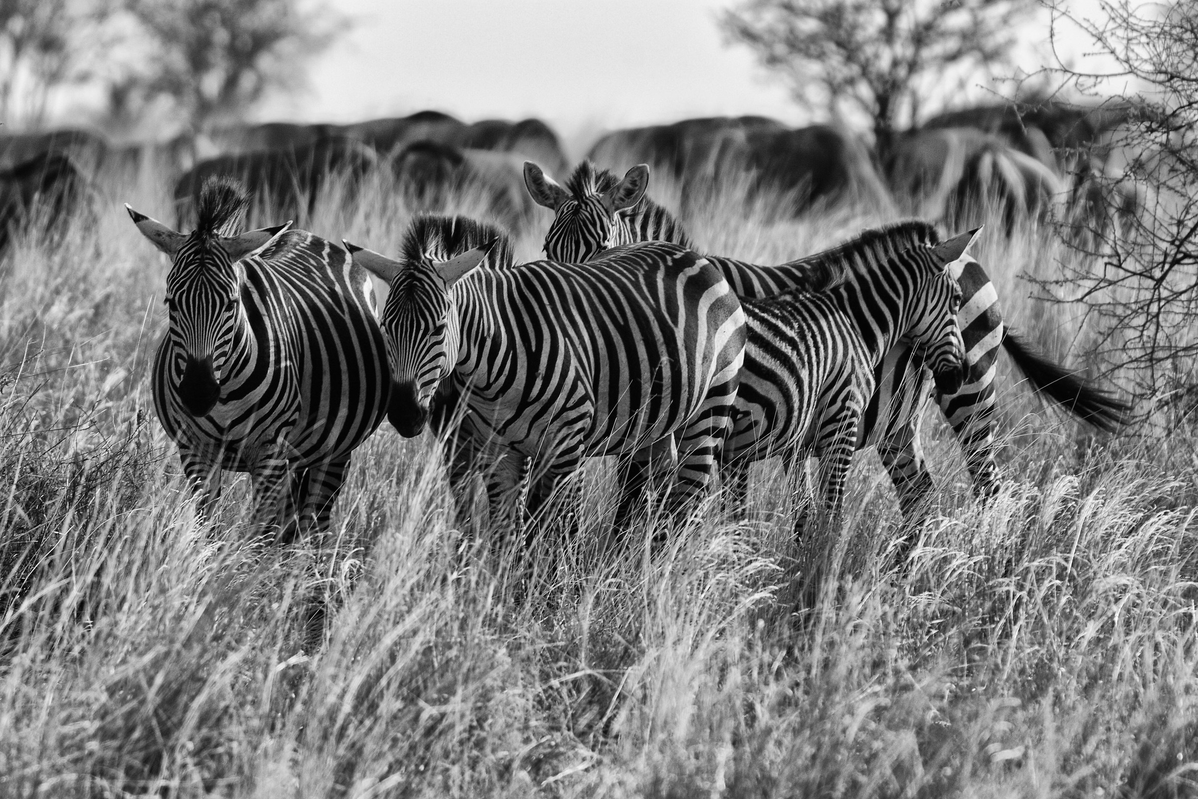 Zebre (Tanzania)