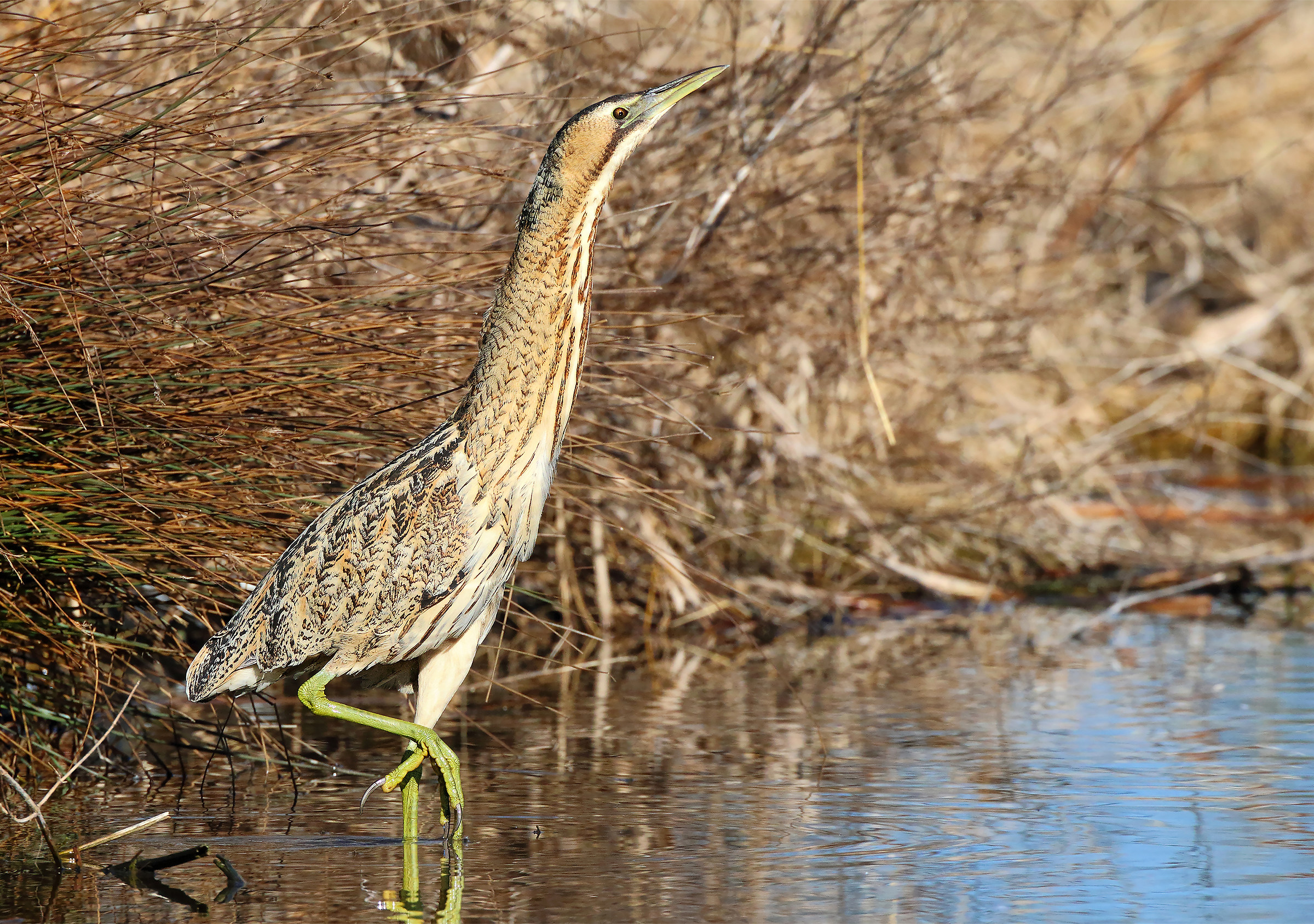 Bittern