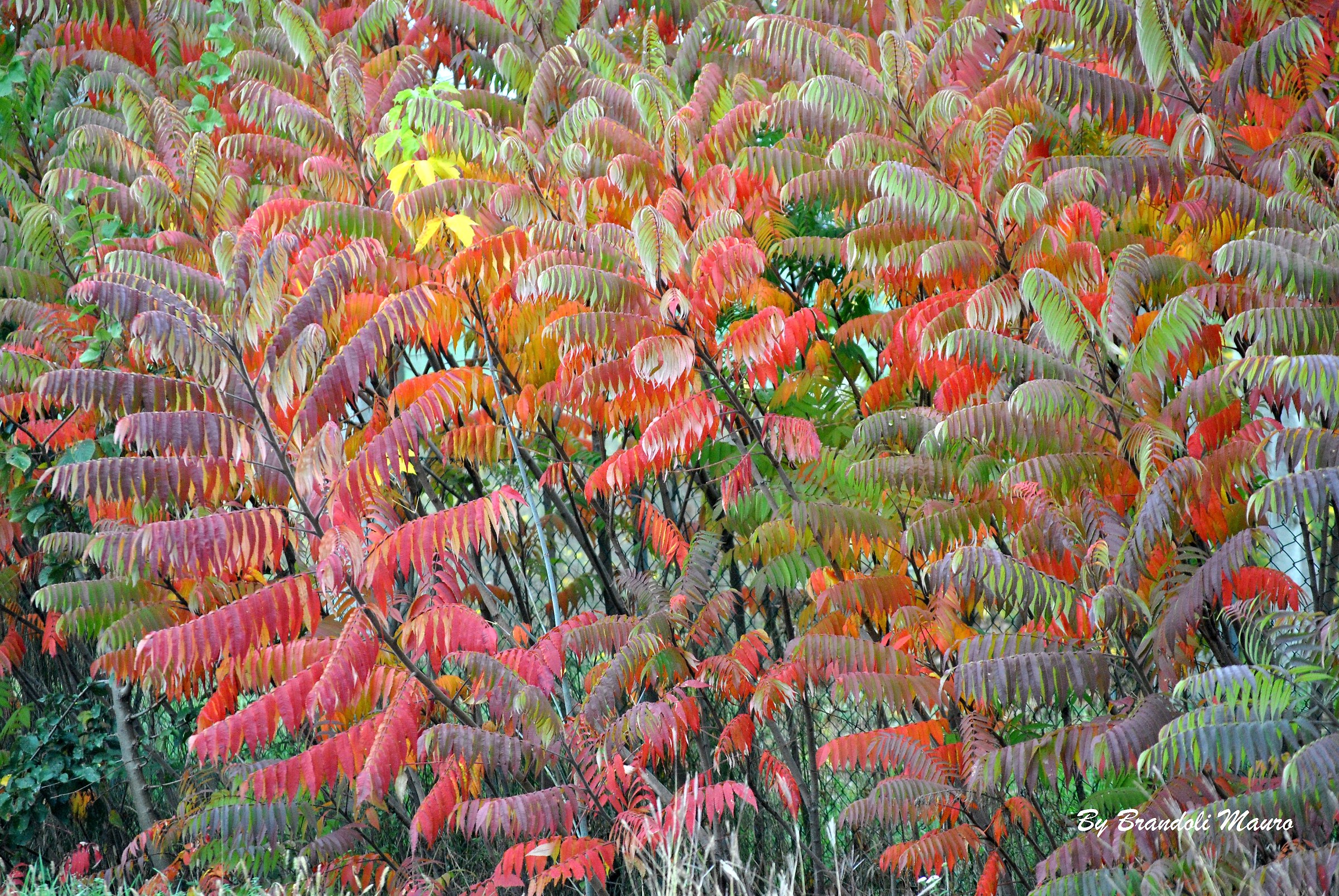 Colori d'autunno