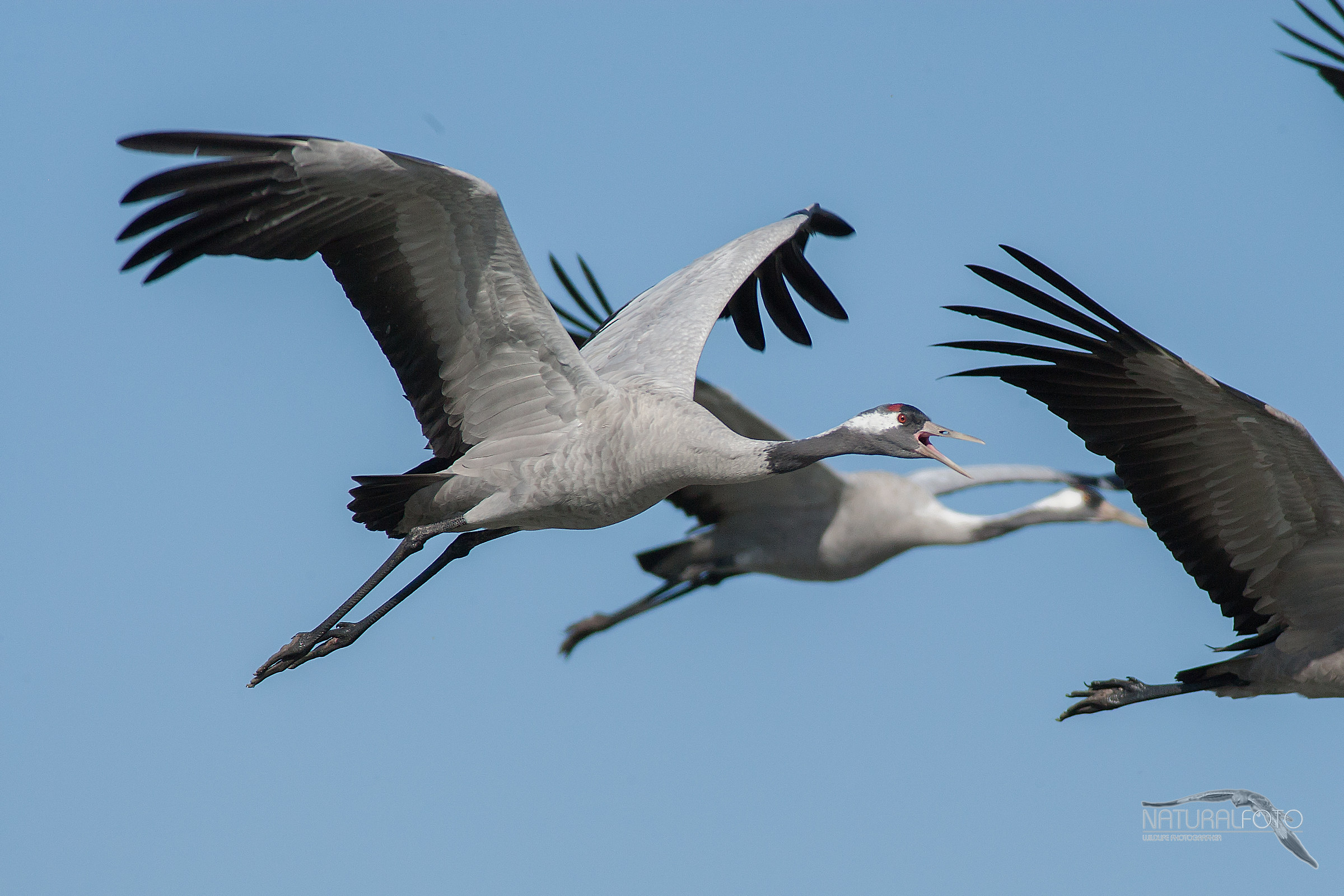 Cranes, flying bullets