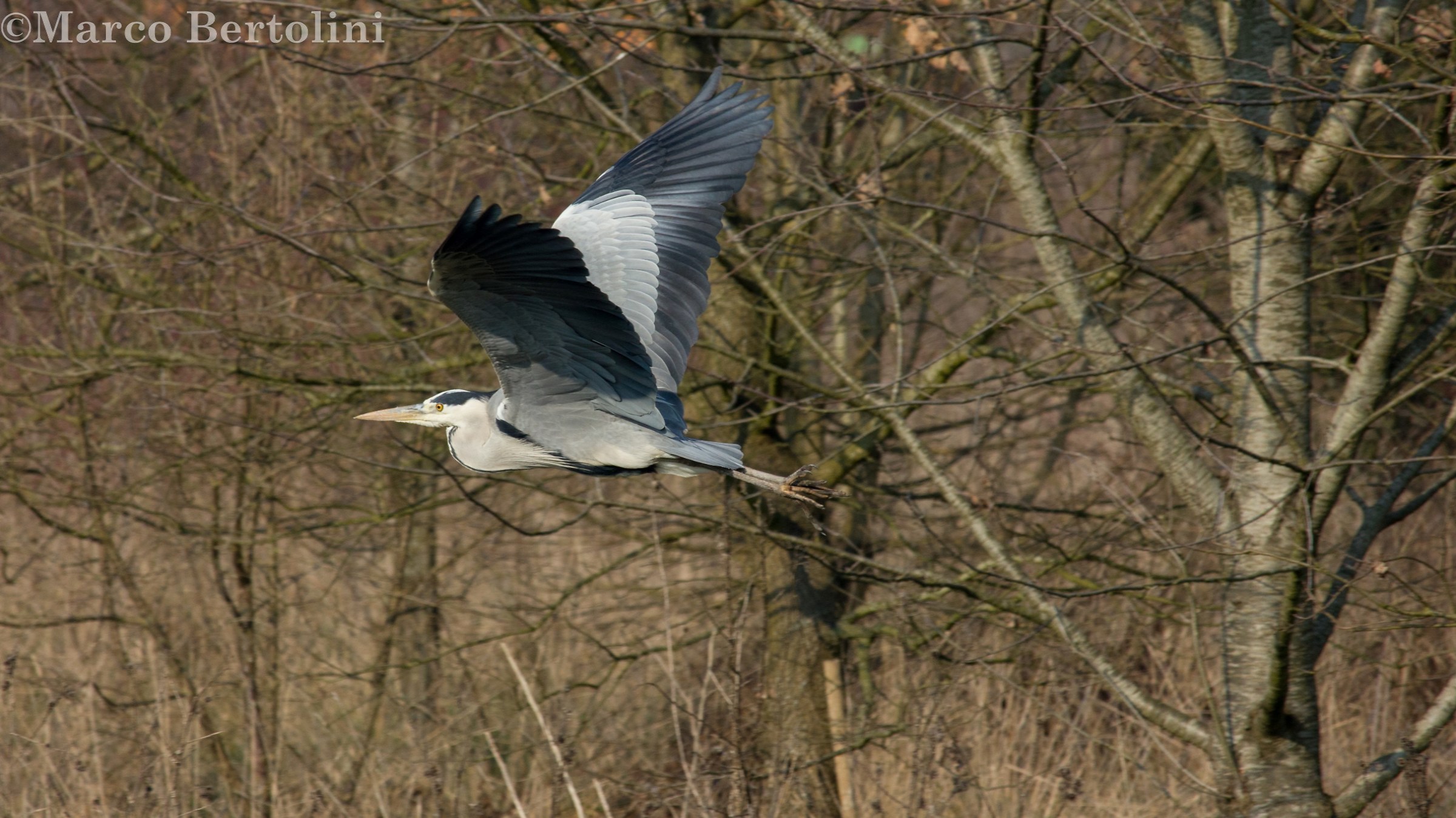 Grey Heron