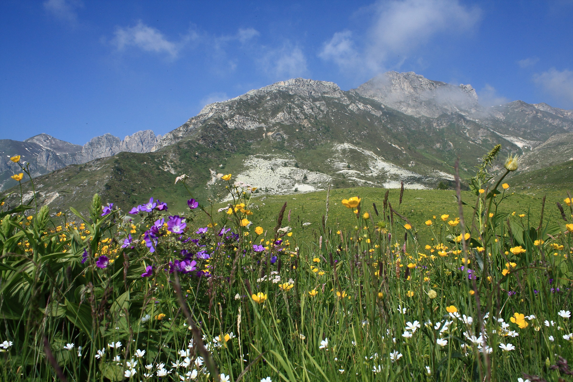 field of alpine flowers