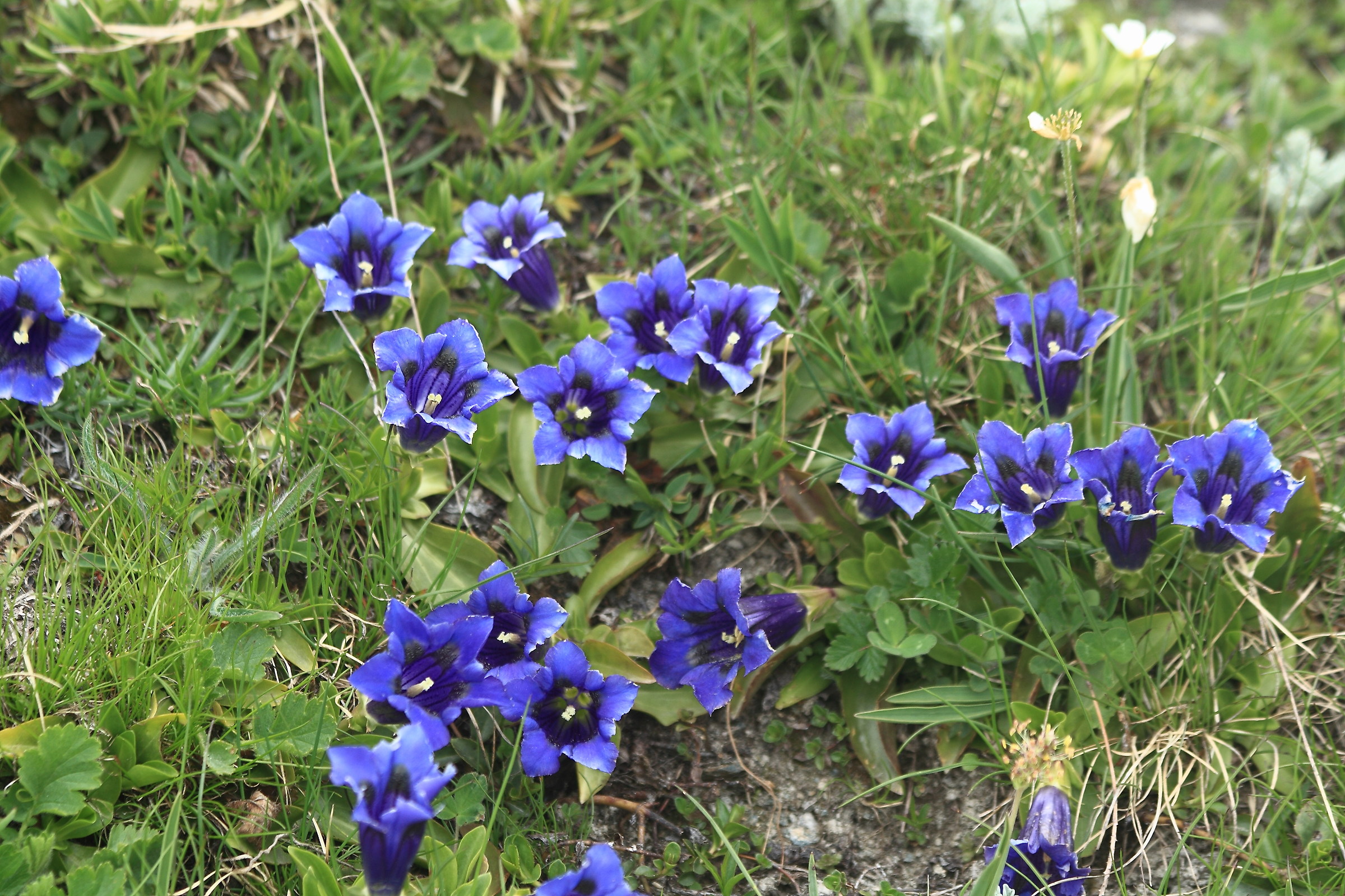 Gentian flowers
