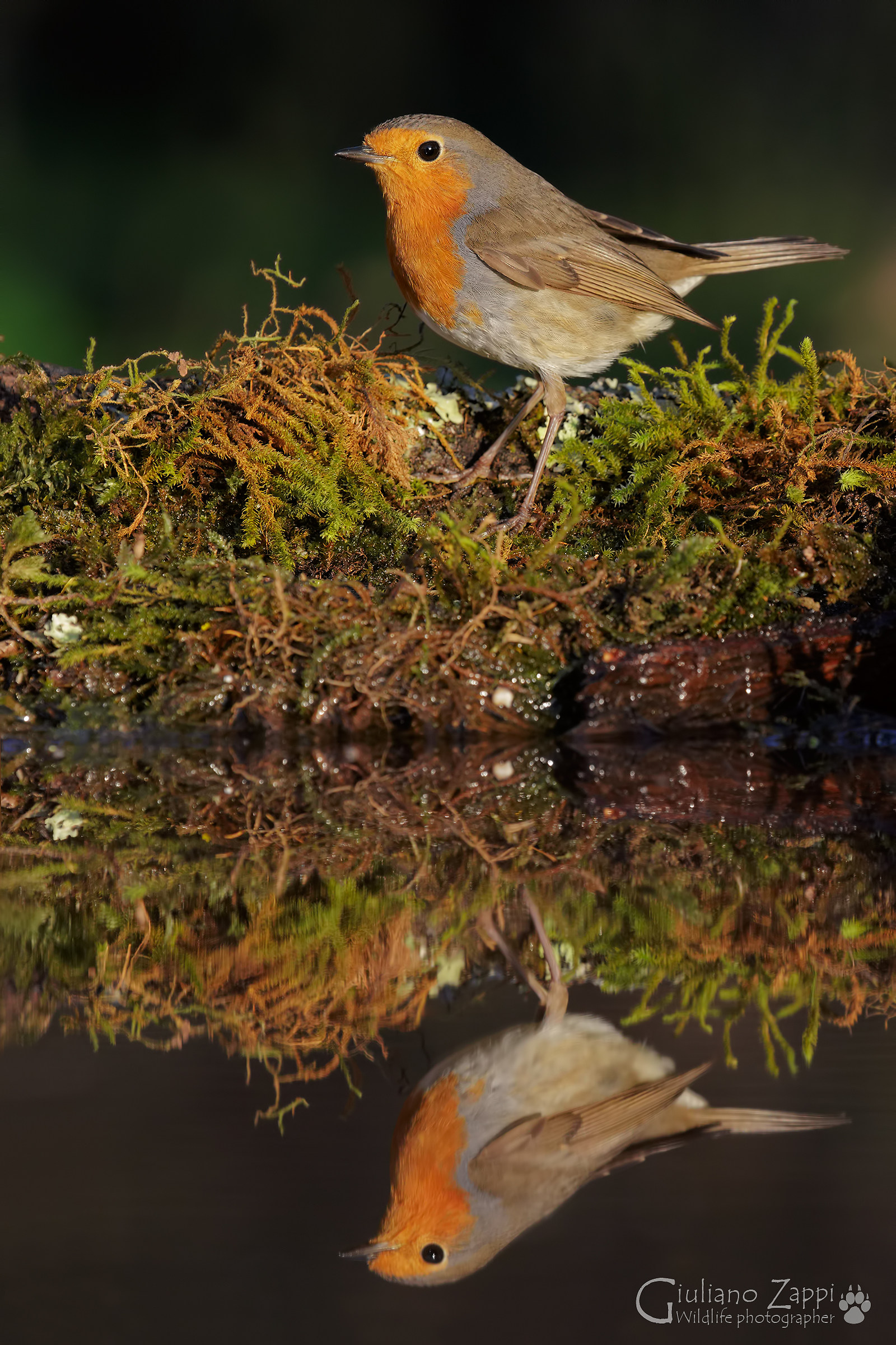 Robin in the mirror