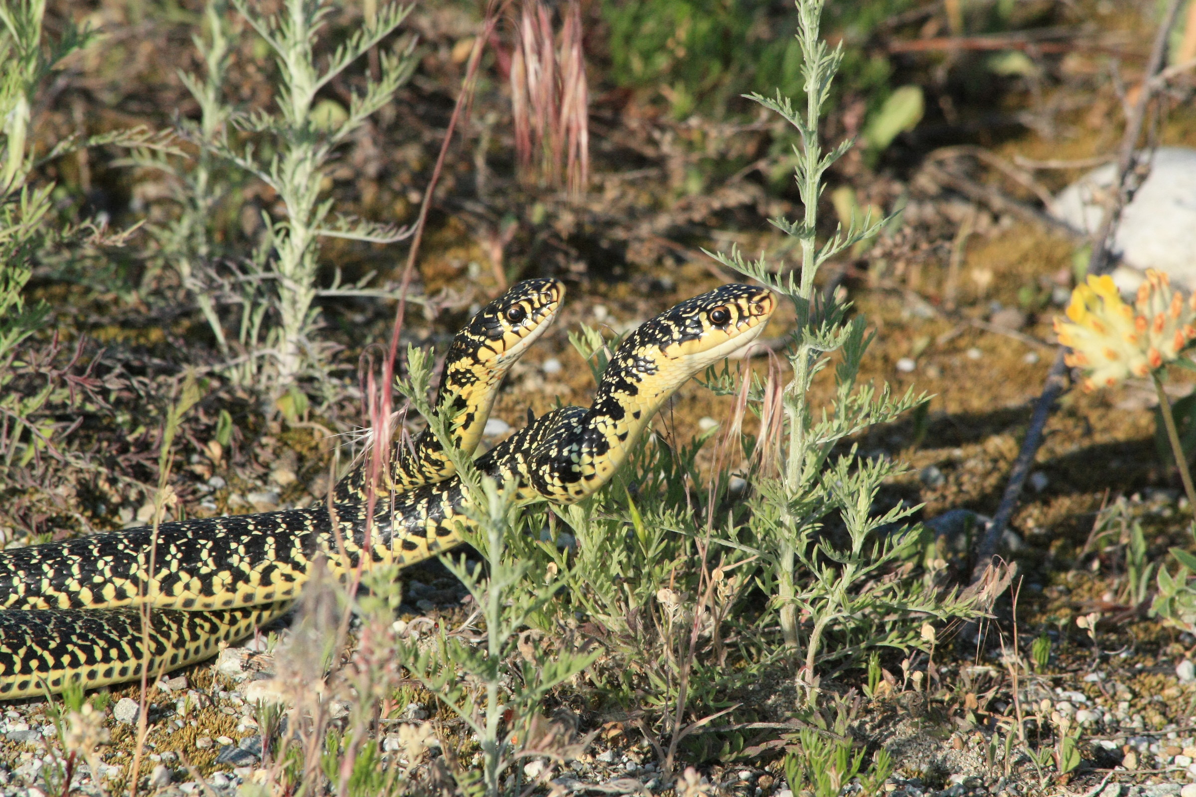 rat snake in accopiamento