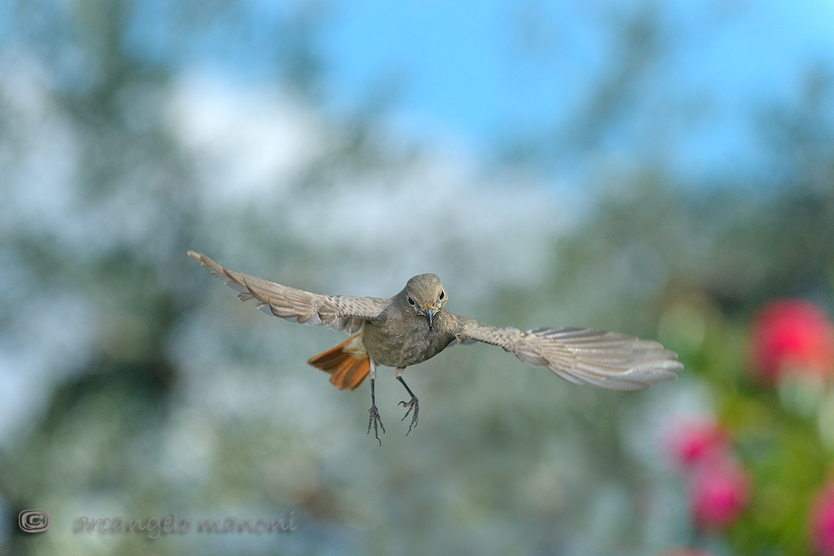 Il mio amico pilota codirosso