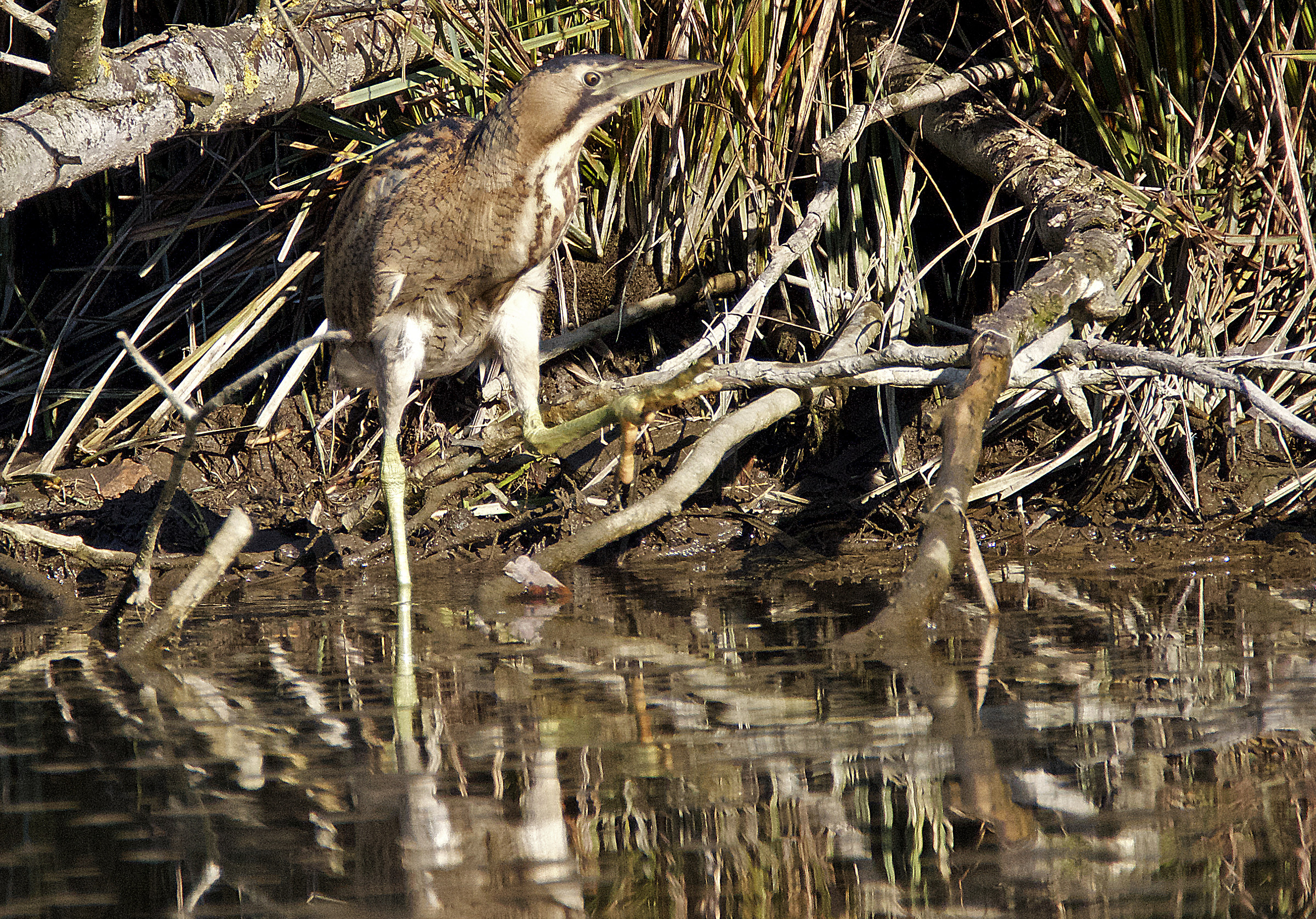 The legendary Bittern