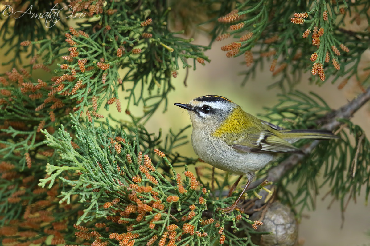 Firecrest