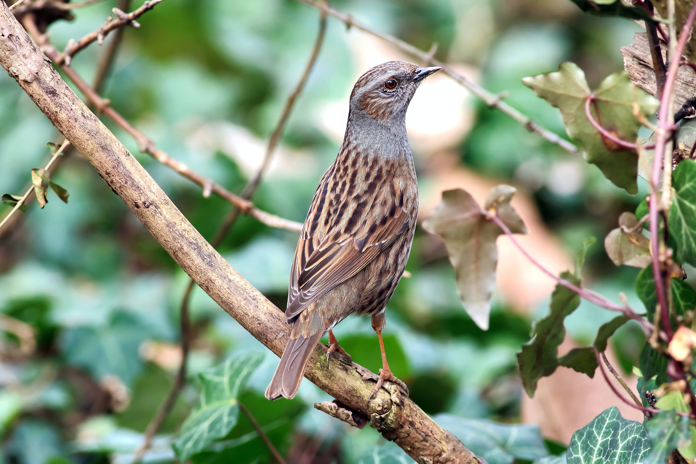 flounder curious scopaiola
