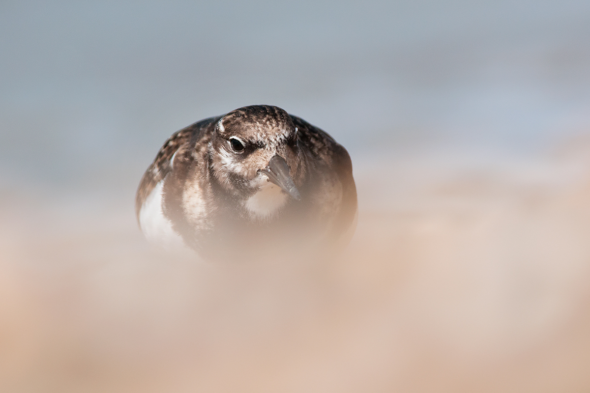 Turnstone