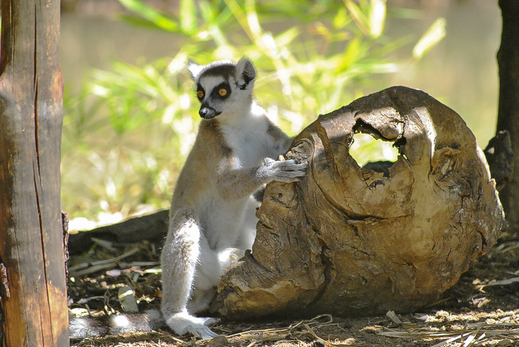 lemur