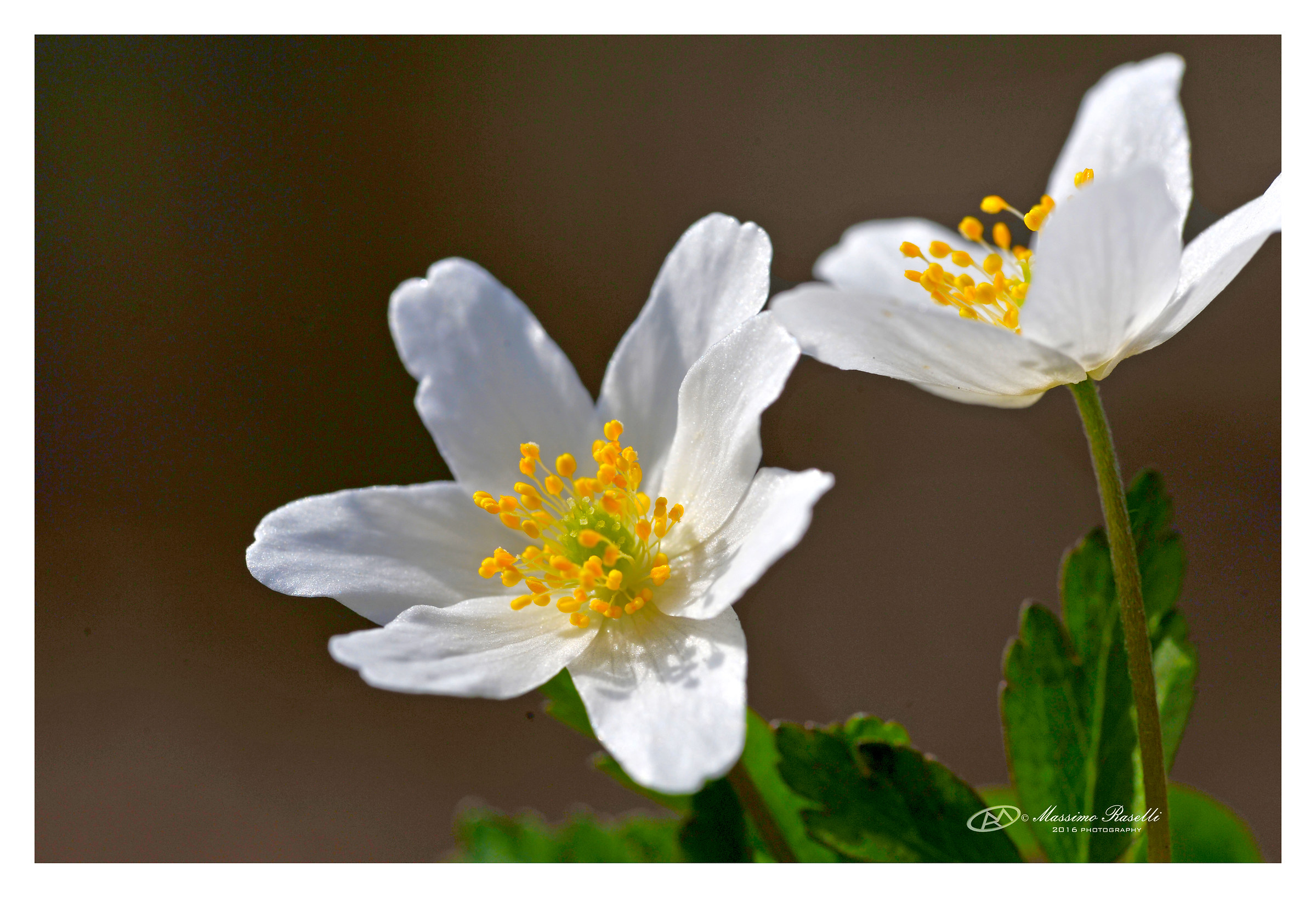 anemone nemorosa