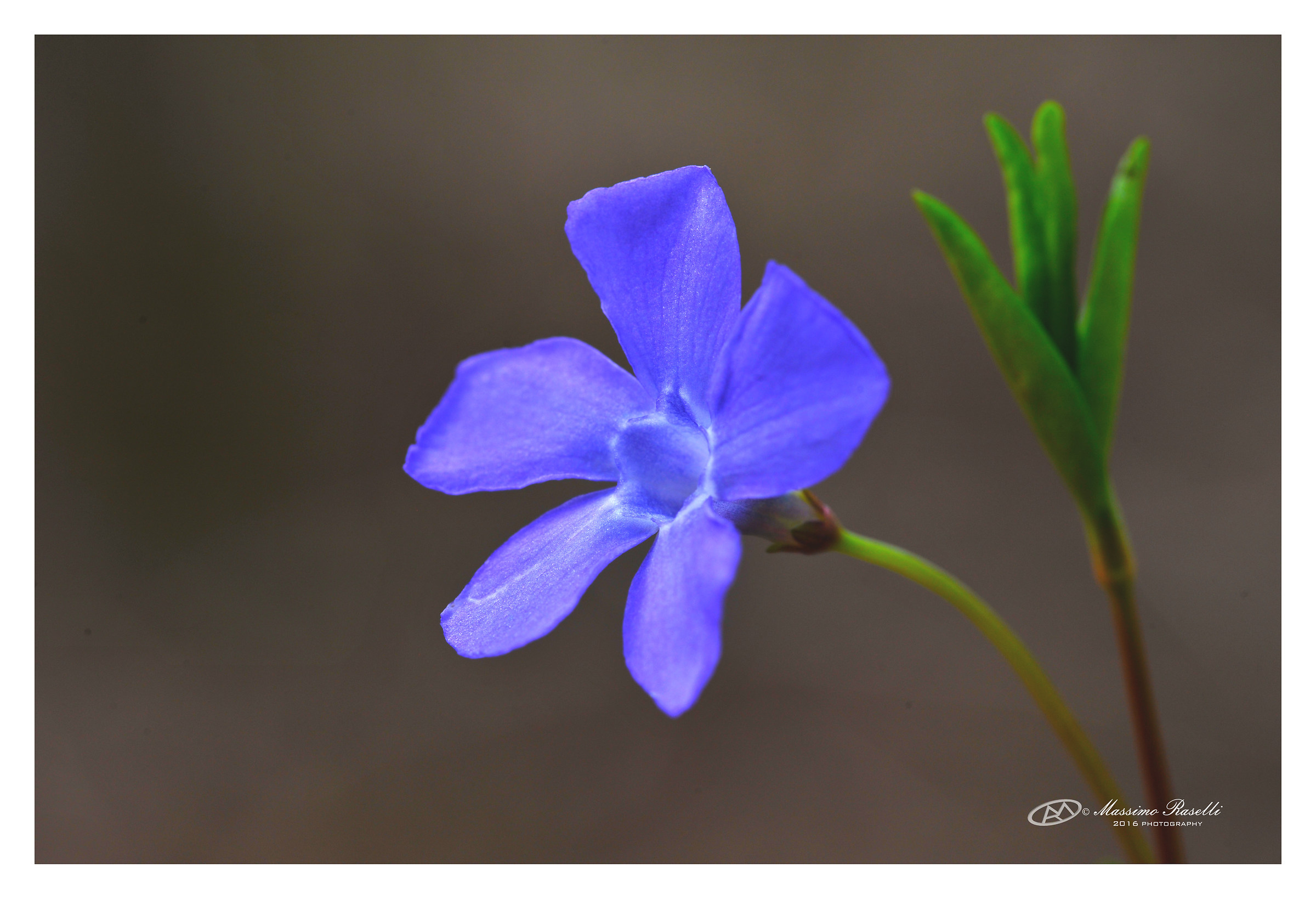 vinca minor