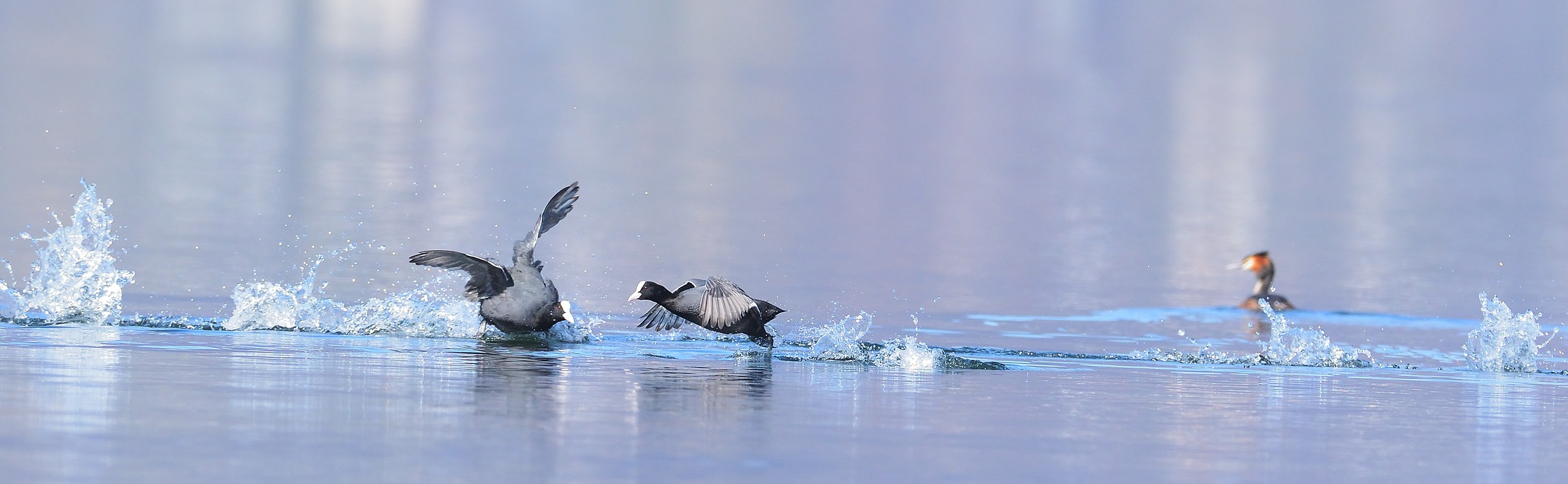 Pursuits including coots