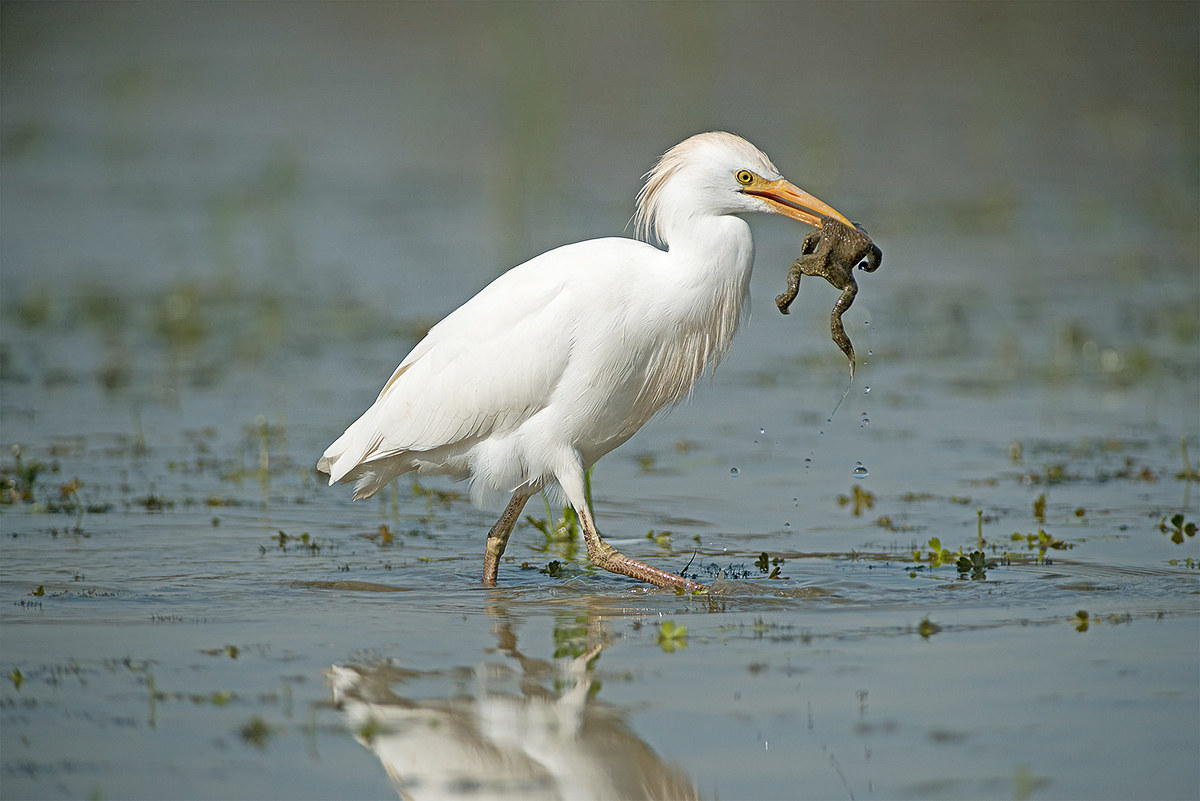 Egret