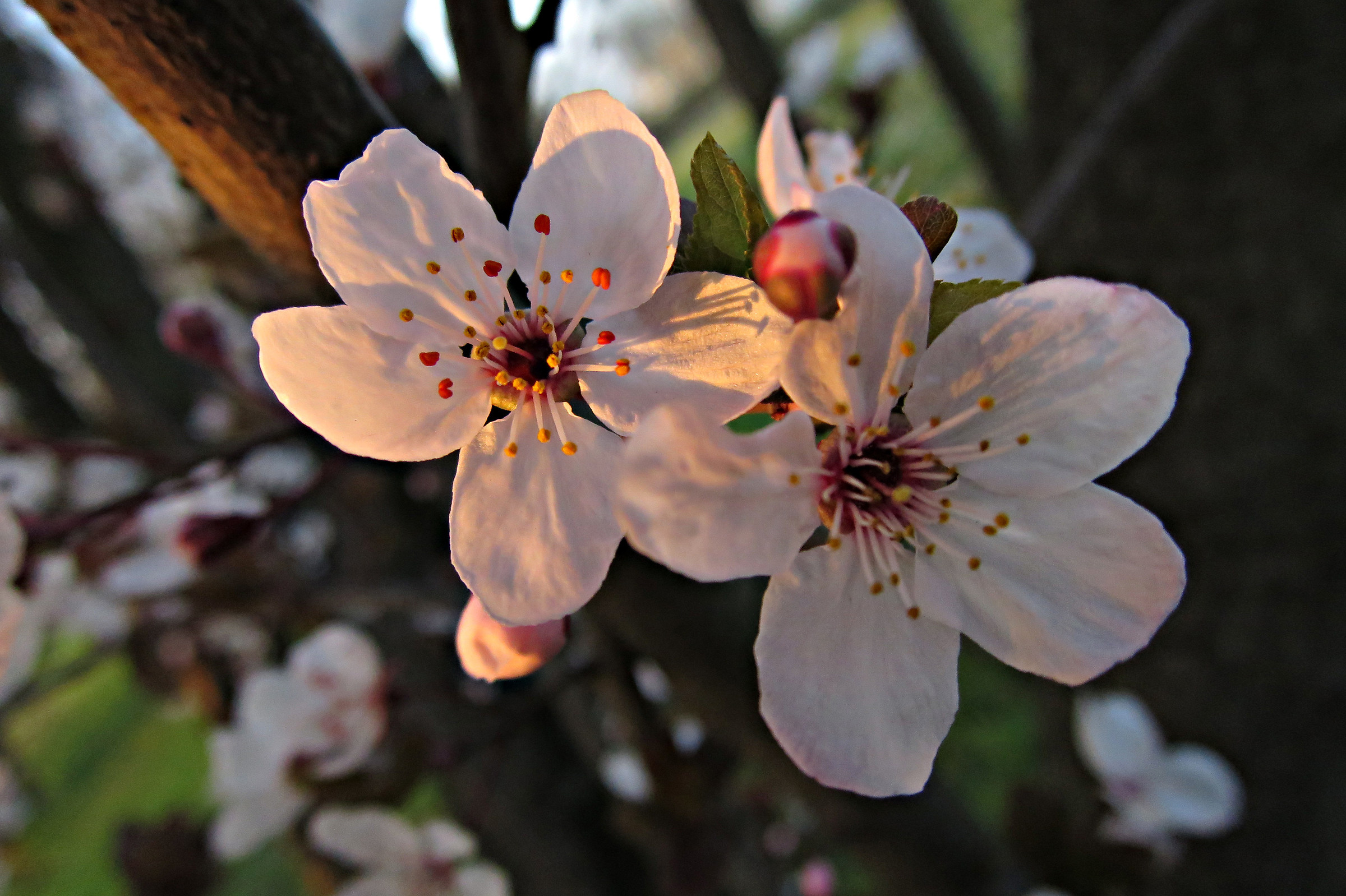 Fiore del pruno selvatico