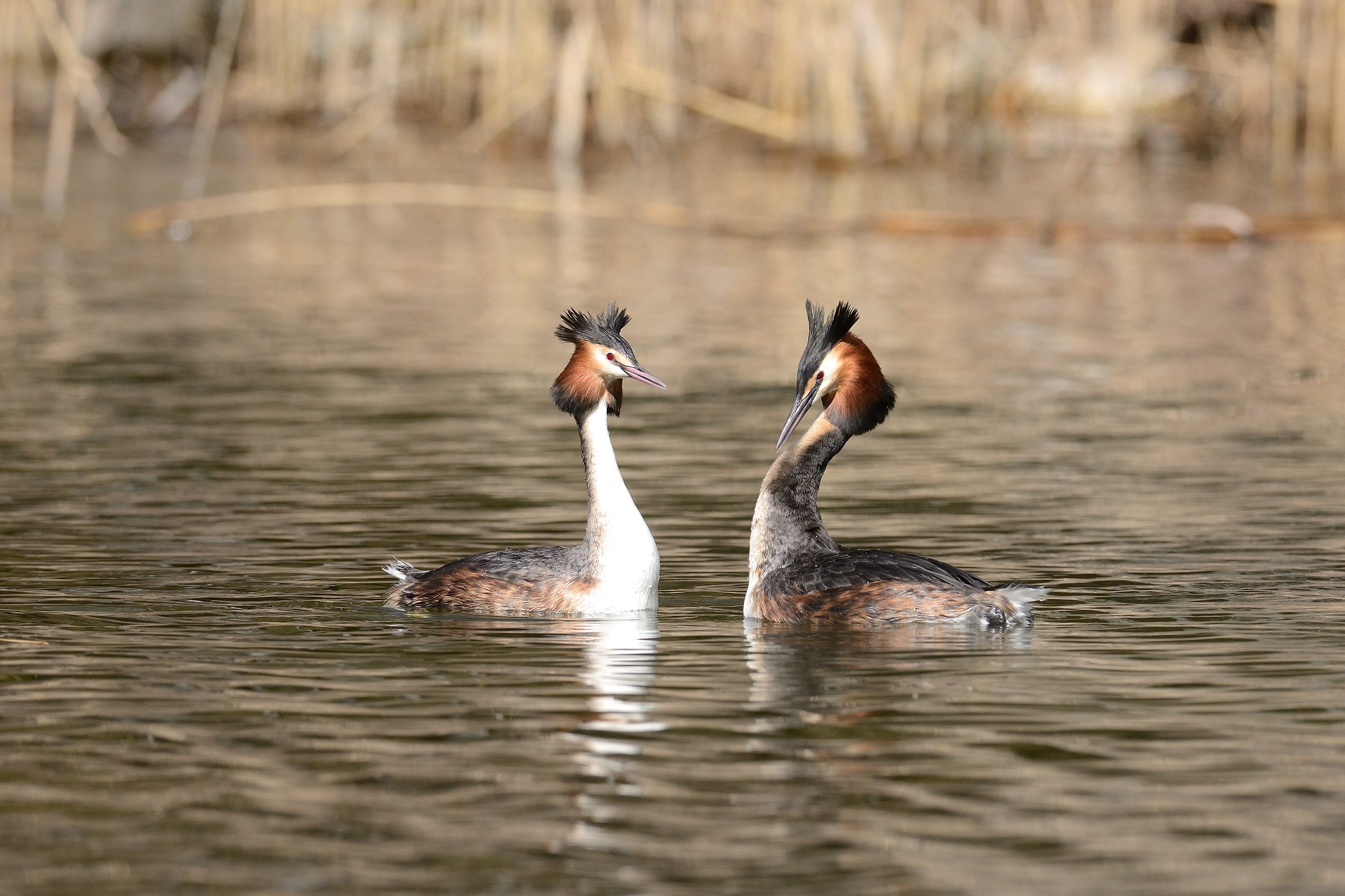 couple of grebes