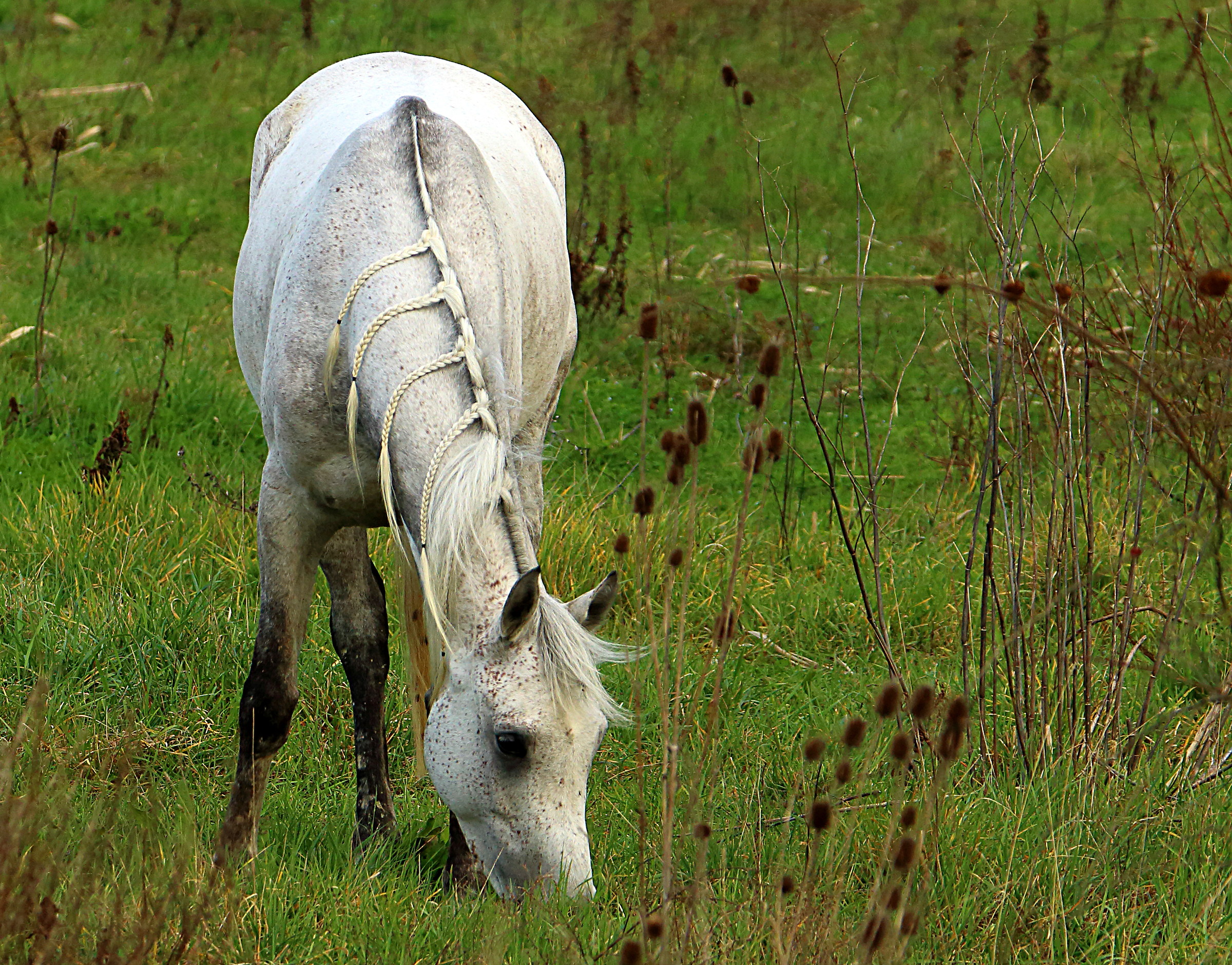 Untie the braids to ......... horses