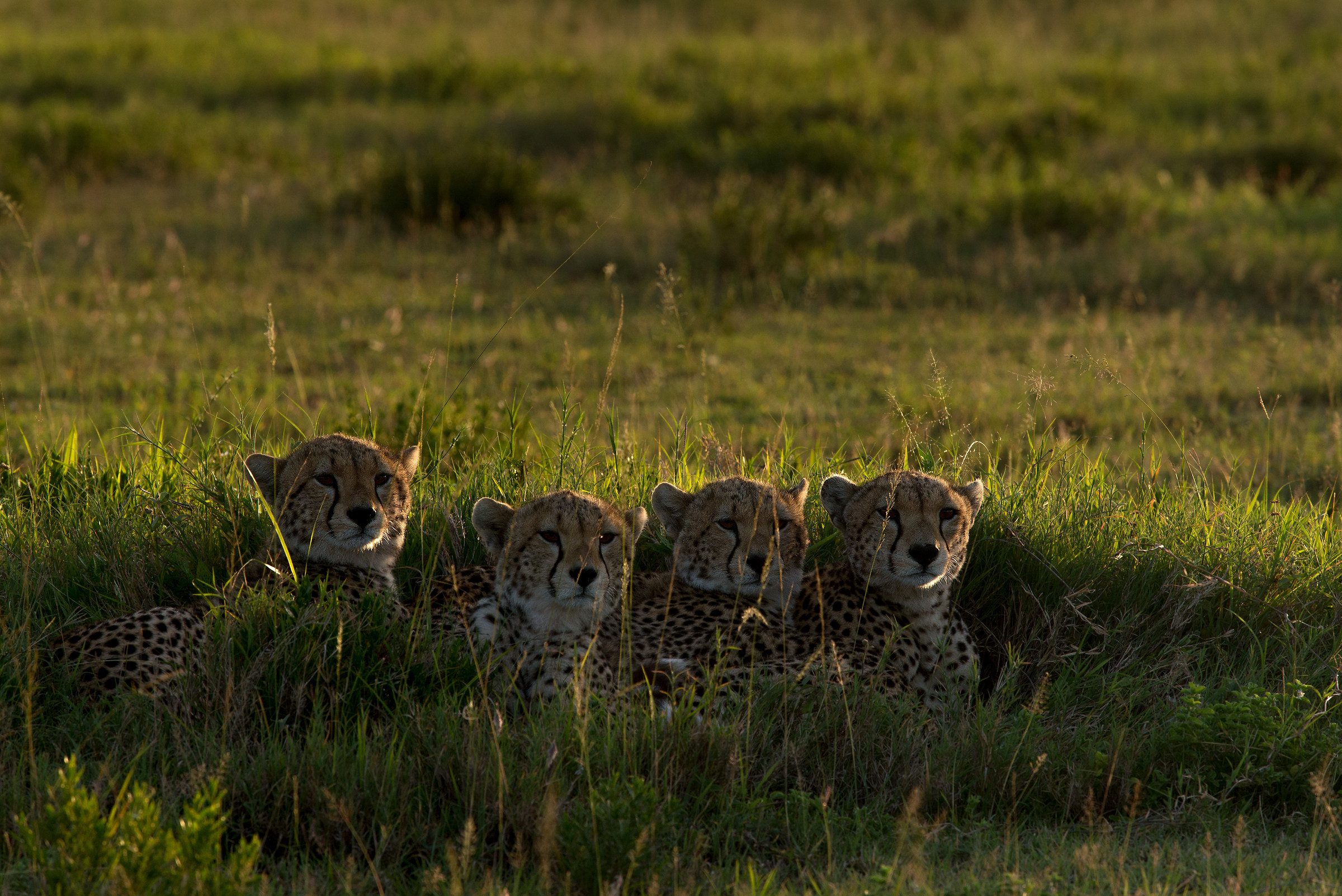 Awakening in Serengeti