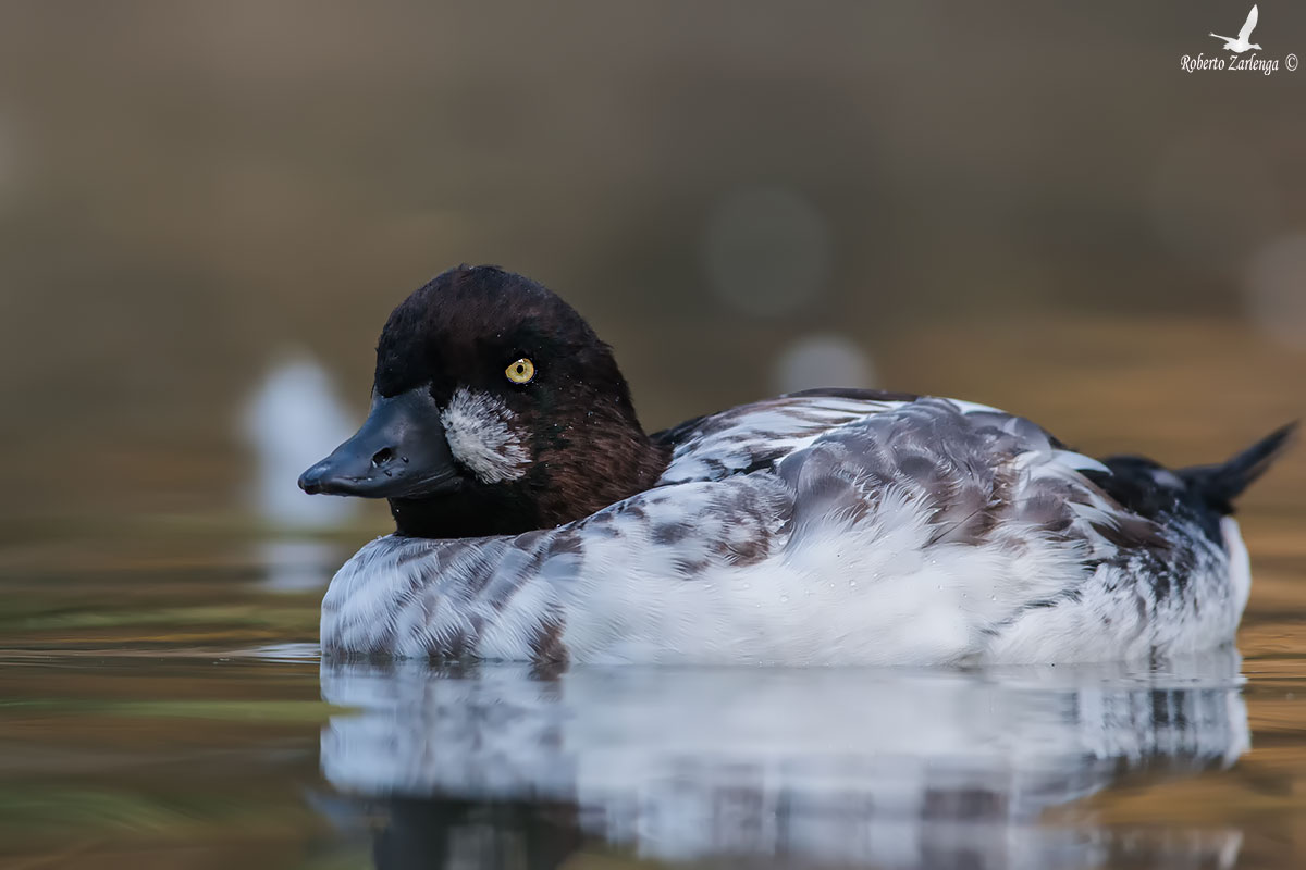 Quattrocchi male in eclipse