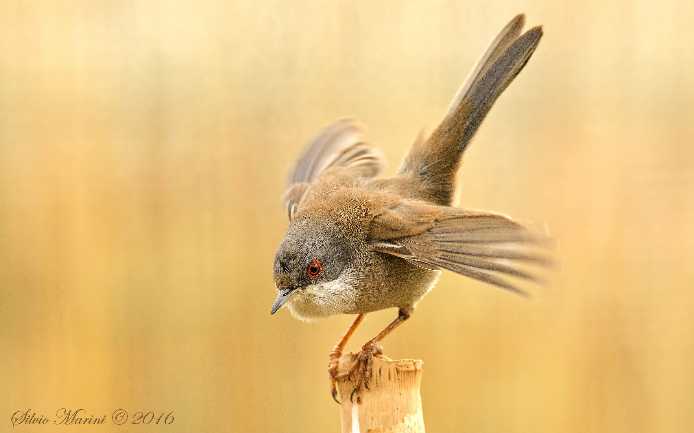 Sardinian warbler (Sylvia melanocephala) female