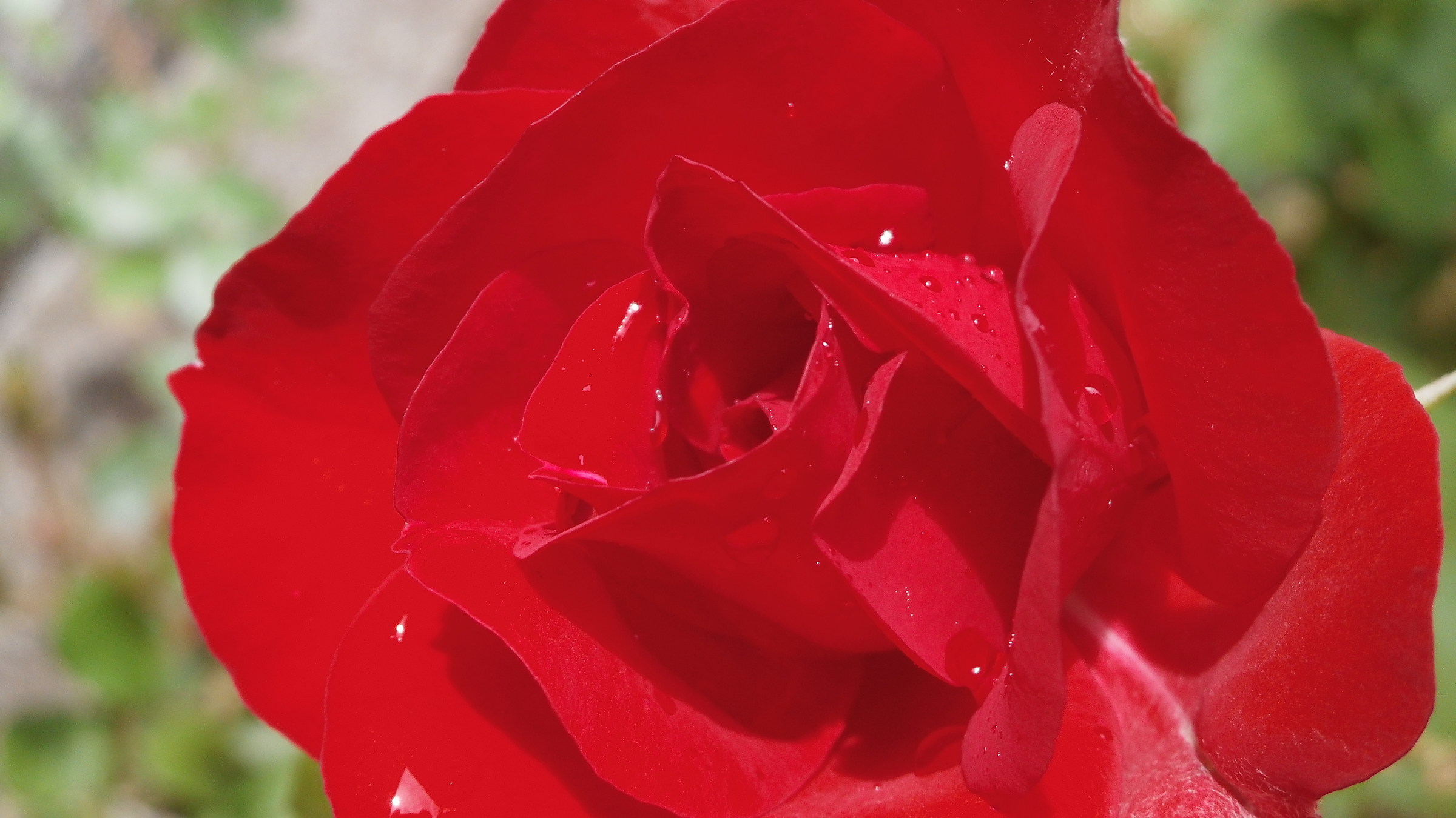 Nu Sciore 'nfuso (wet)