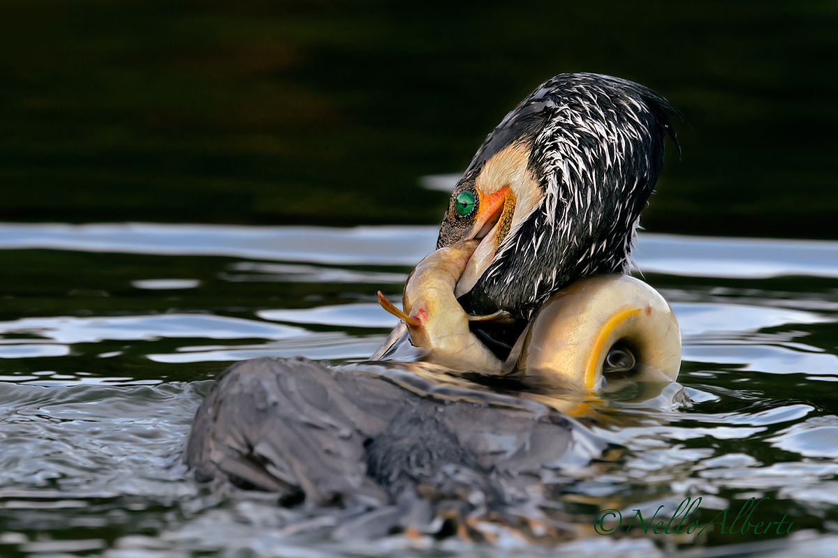 che fatica per un pasto !