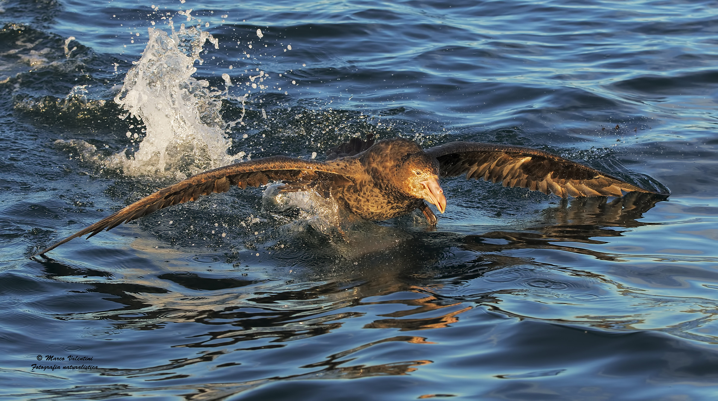 The stroke of petrel