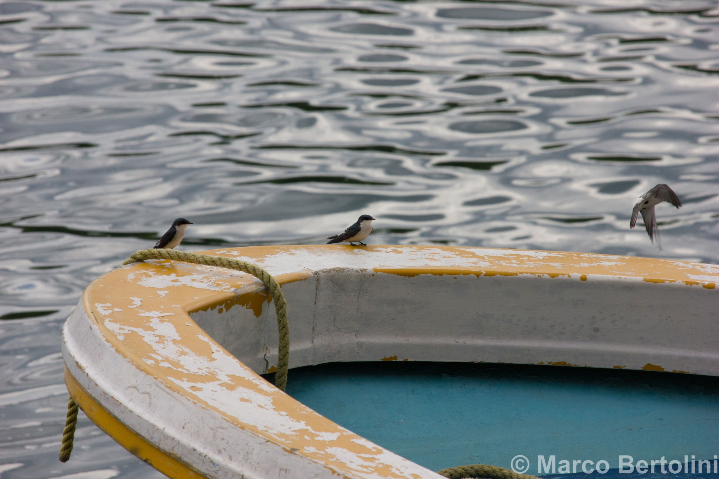 Swallow arboreal two-tone